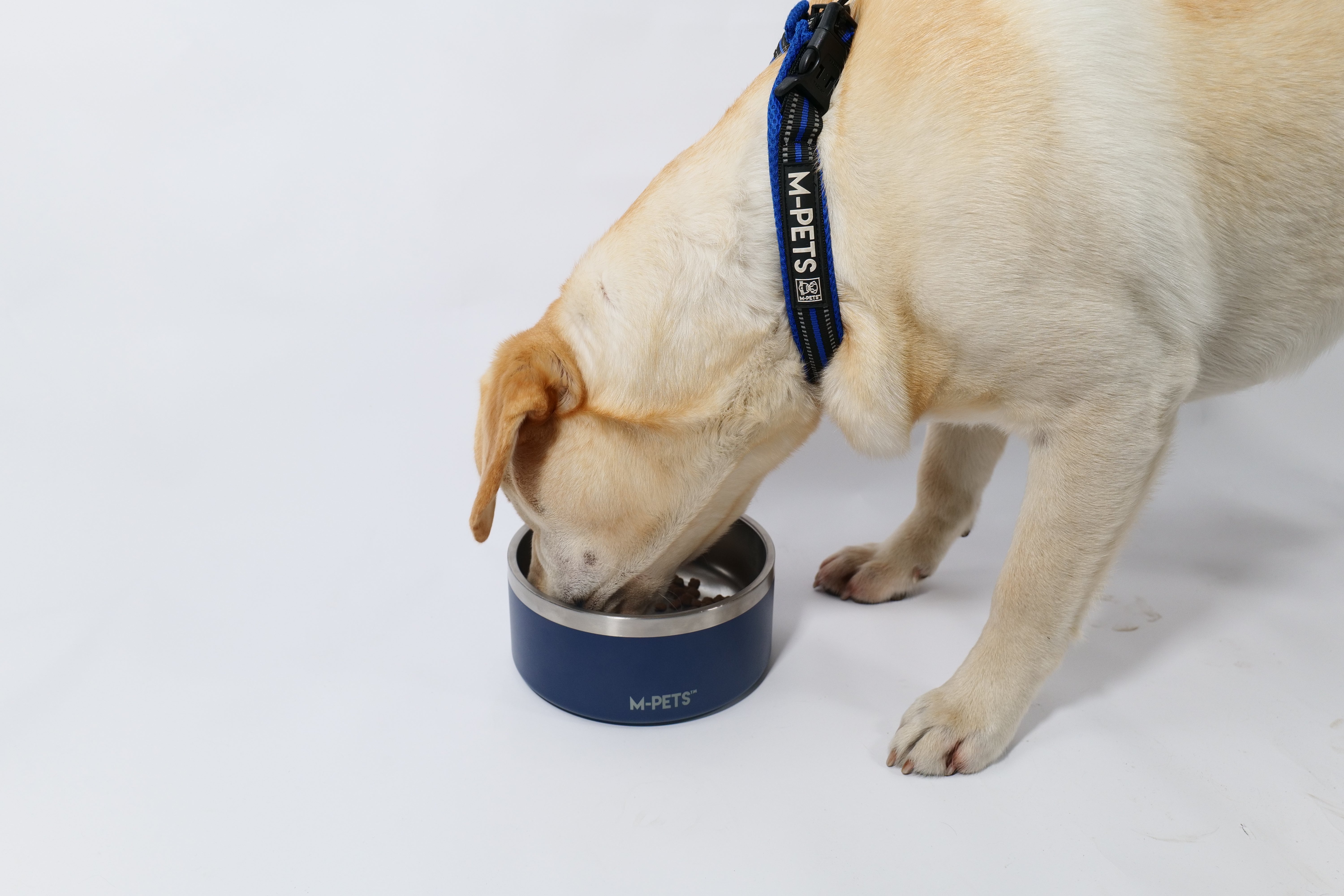 Bowl de Acero Inoxidable Doble Pared ESKIMO Azul para Perros y Gatos | M‑PETS®