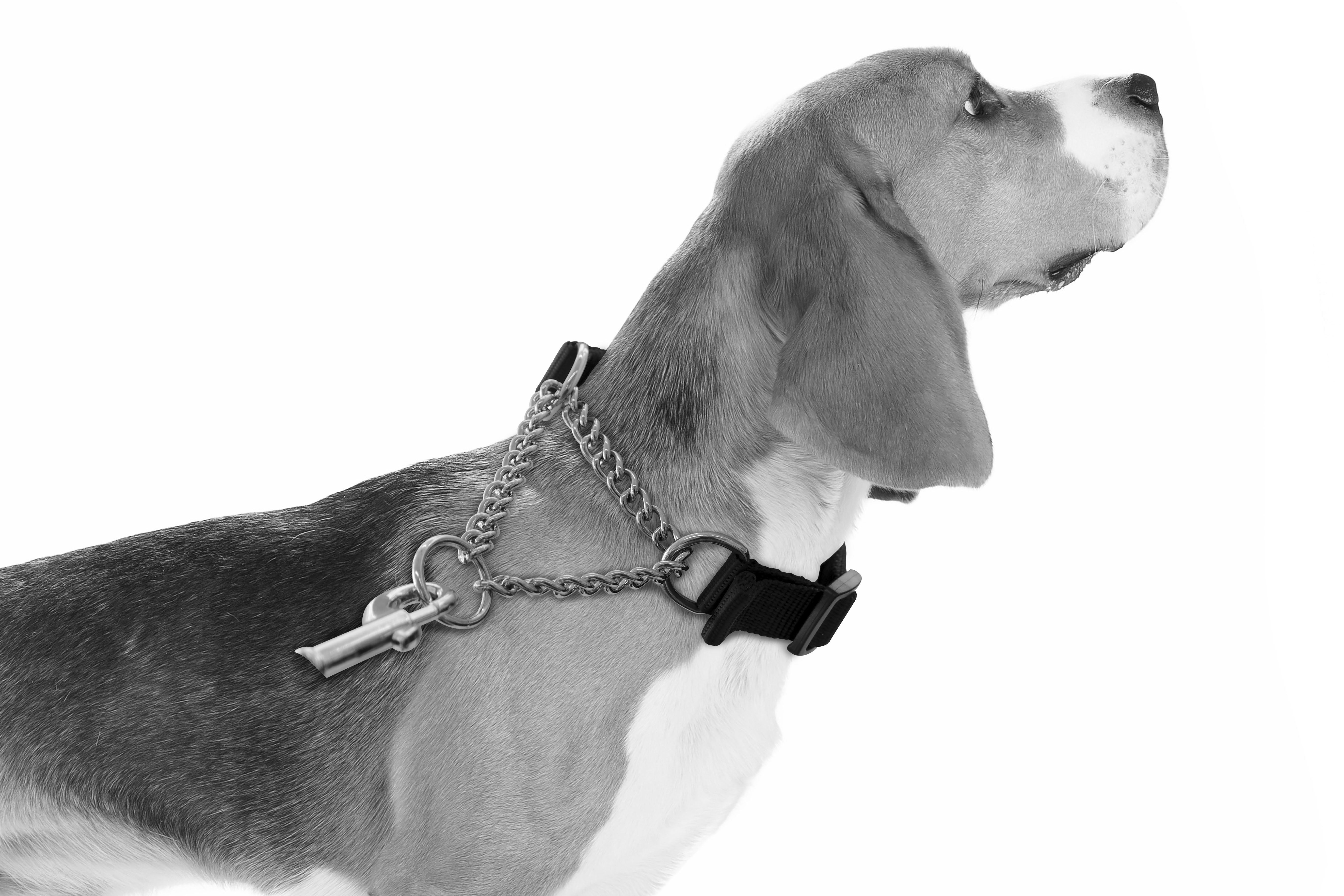 Collar KOMBI Semi-Choke 2 en 1 para Perro – Control Suave para Entrenamiento | M-PETS®