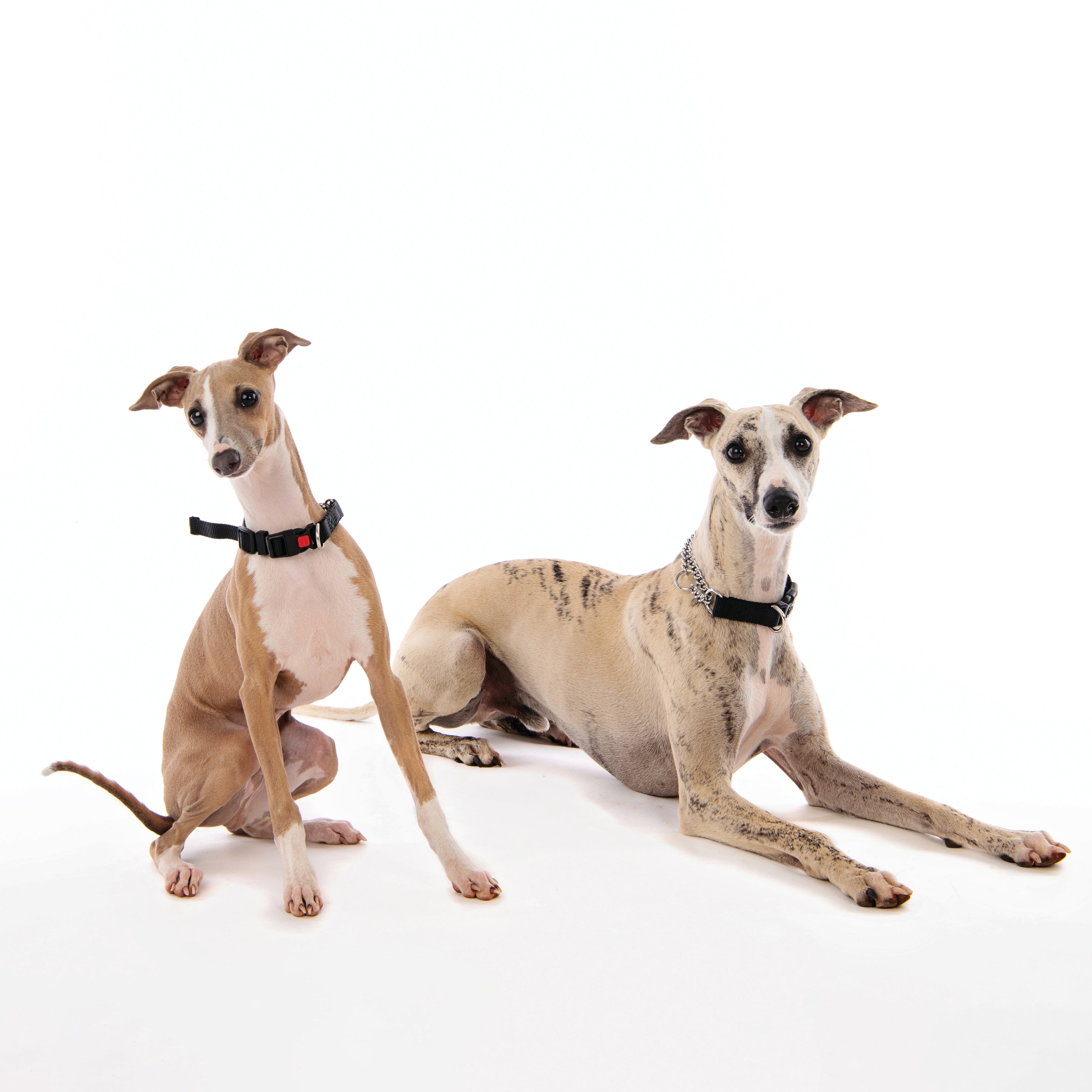Collar KOMBI Semi-Choke 2 en 1 para Perro – Control Suave para Entrenamiento | M-PETS®