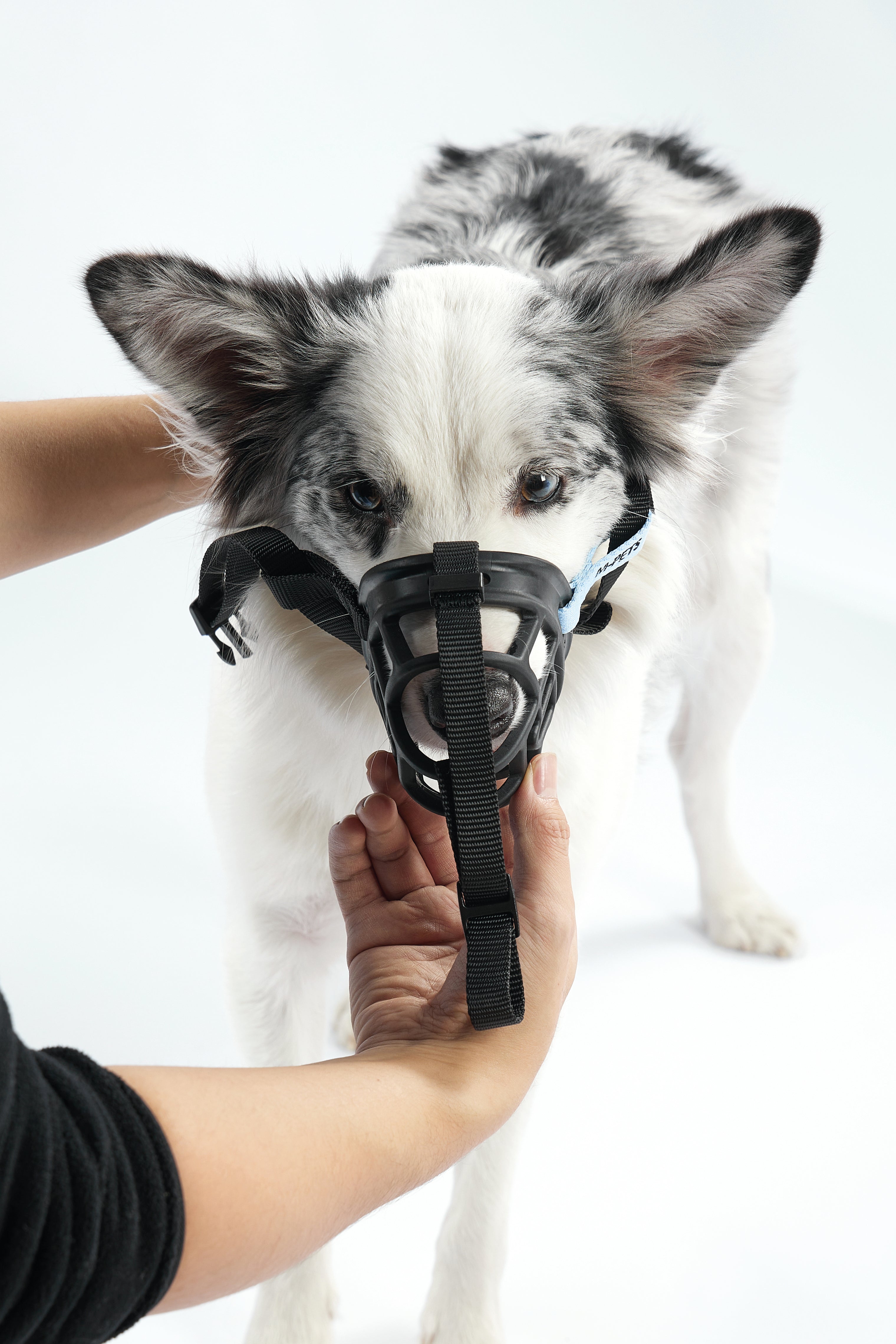 Bozal Tipo Canasta BARK GUARD para Perro Negro y Amarillo | M‑PETS®