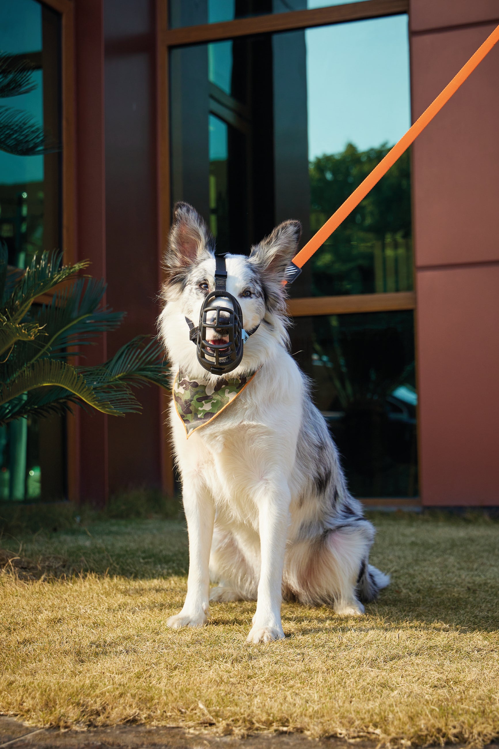 Bozal Tipo Canasta BARK GUARD para Perro Negro y Amarillo | M‑PETS®