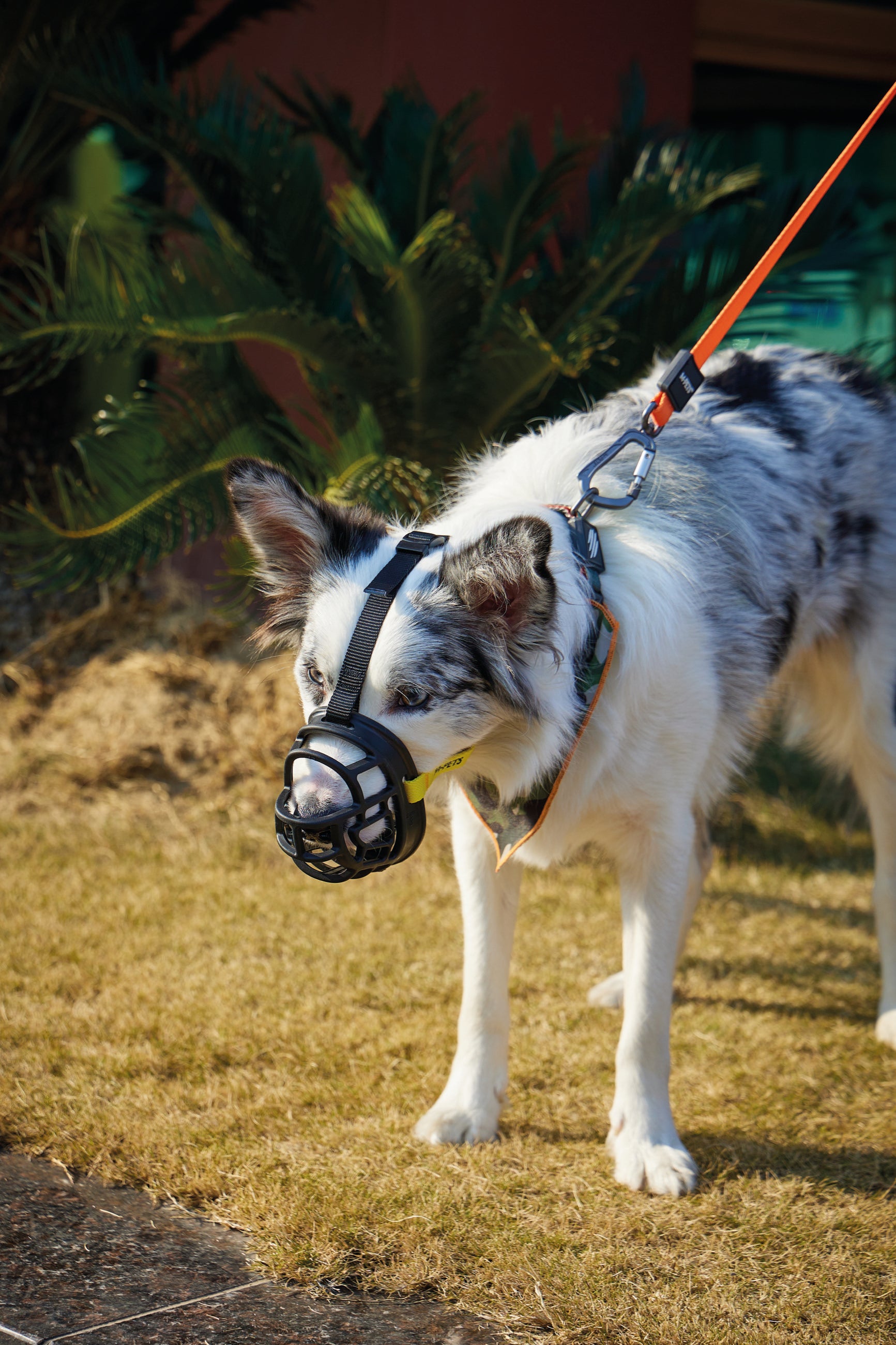 Bozal Tipo Canasta BARK GUARD para Perro Negro y Amarillo | M‑PETS®