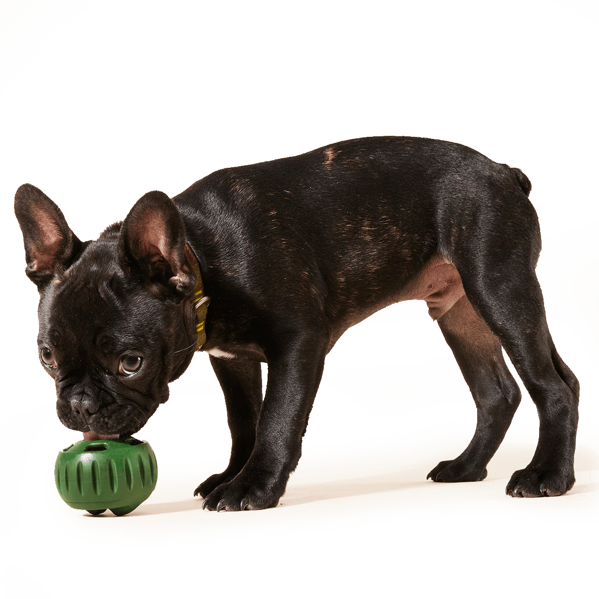 KIT de Pupsicle + Pops | Woof: La Solución para Mantener a tu Perro Ocupado: