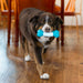 Perro jugando con el KONG Goomz Dental Bone