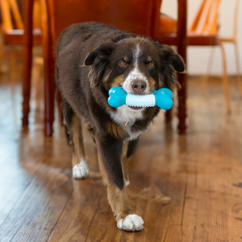 Perro jugando con el KONG Goomz Dental Bone