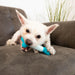 Perro jugando con el KONG Goomz Dental Stick