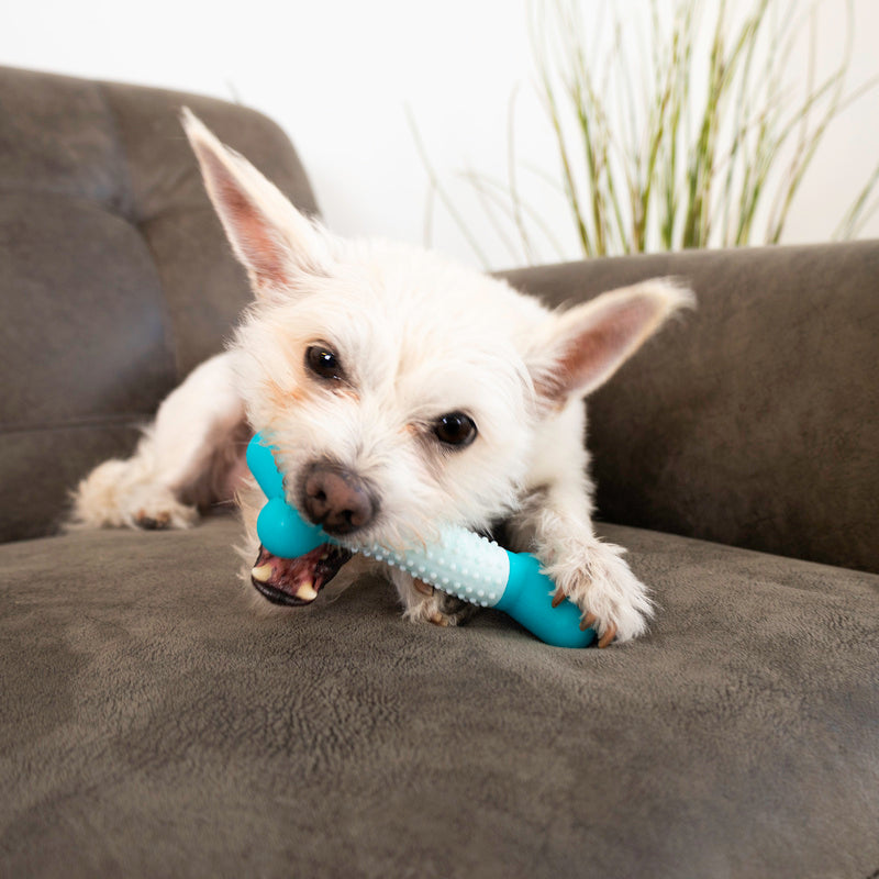 Perro jugando con el KONG Goomz Dental Stick