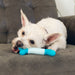 Perro mordiendo el KONG Goomz Dental Stick