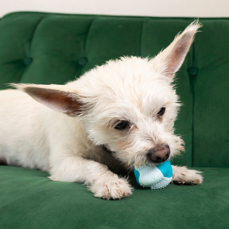 Perro jugando con el KONG Goomz Dental Ball