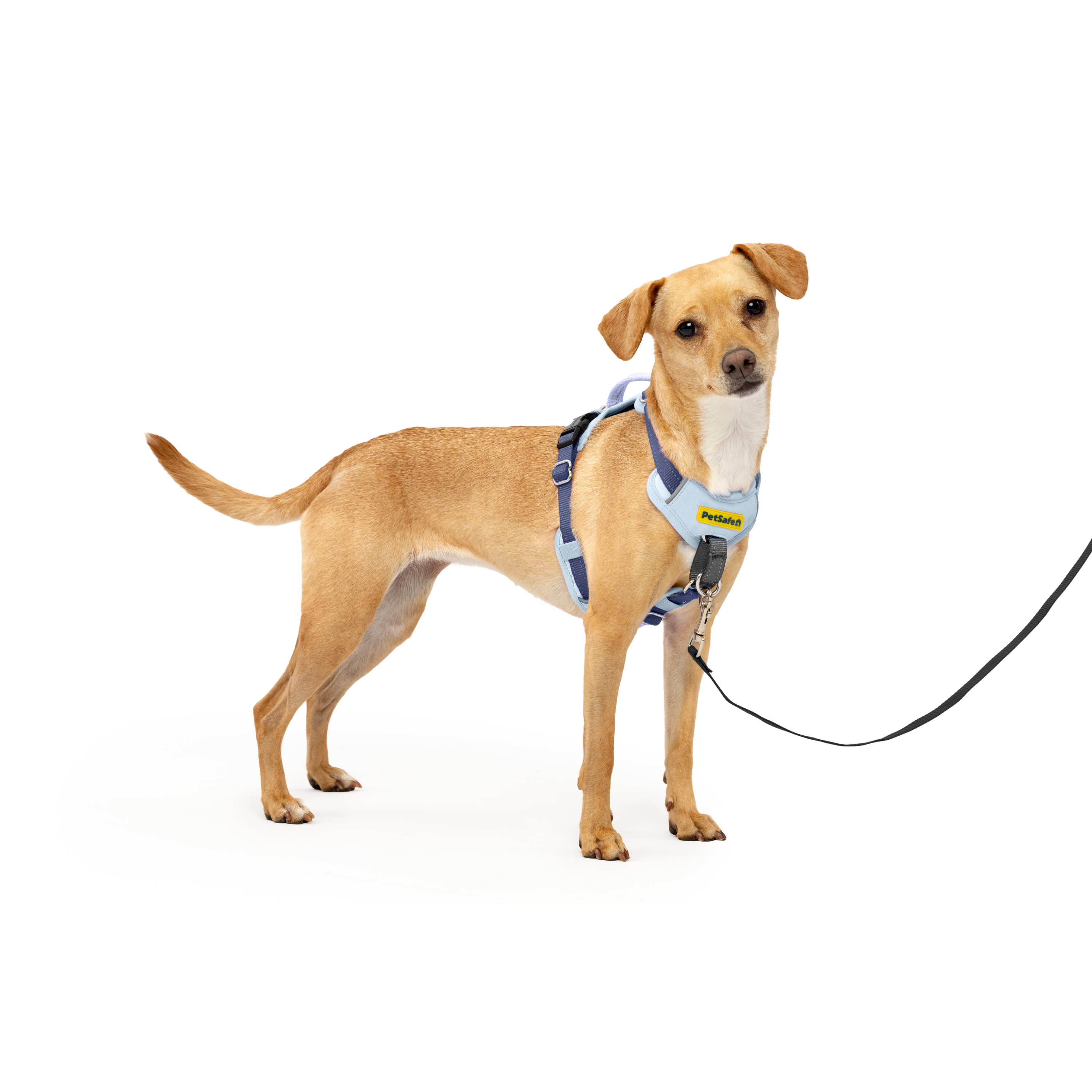 Arnés Easy Walk Comfort Antijalones para Perros - Azul (Blue) | PetSafe