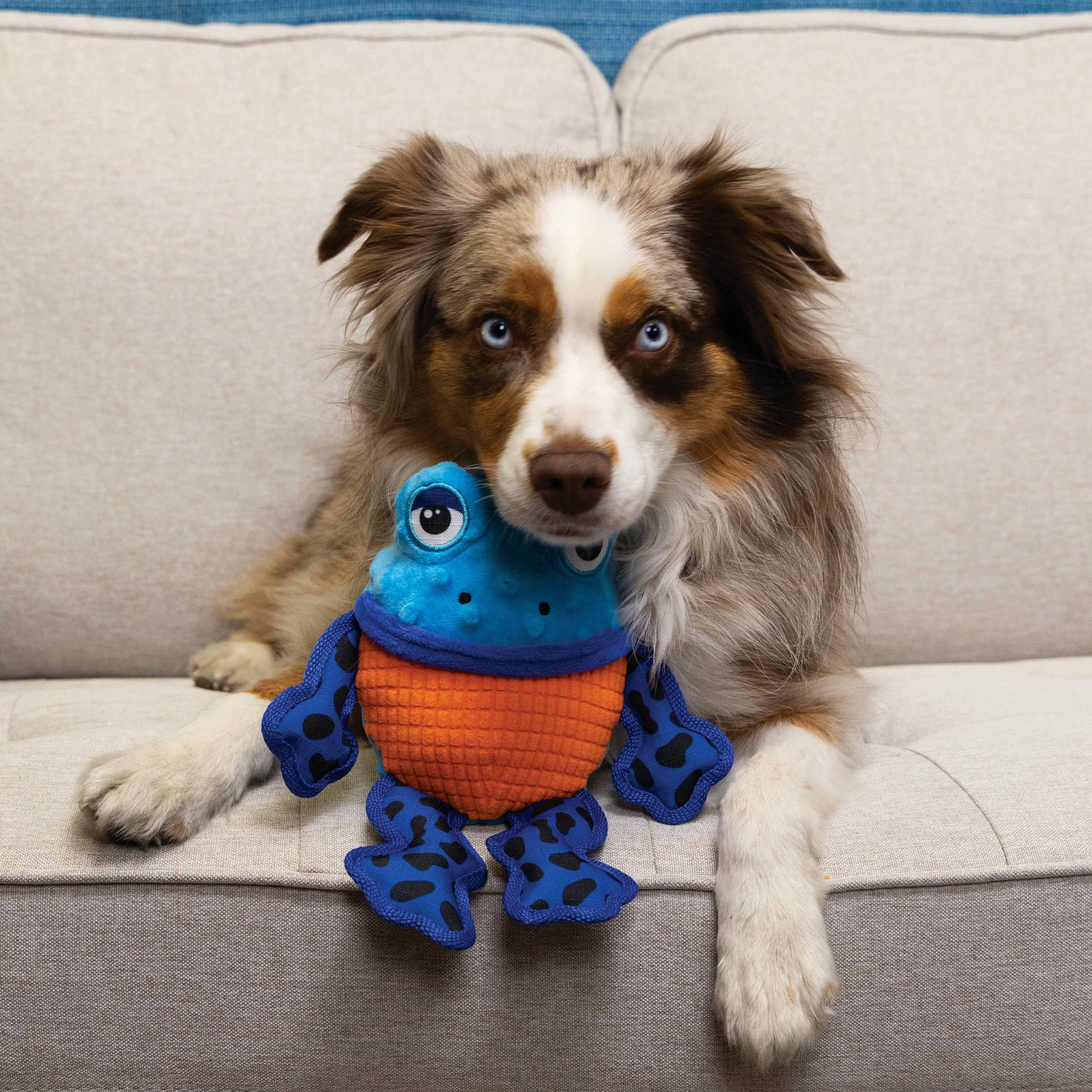 Perro jugando con la KONG Tropics Rattlez Frog
