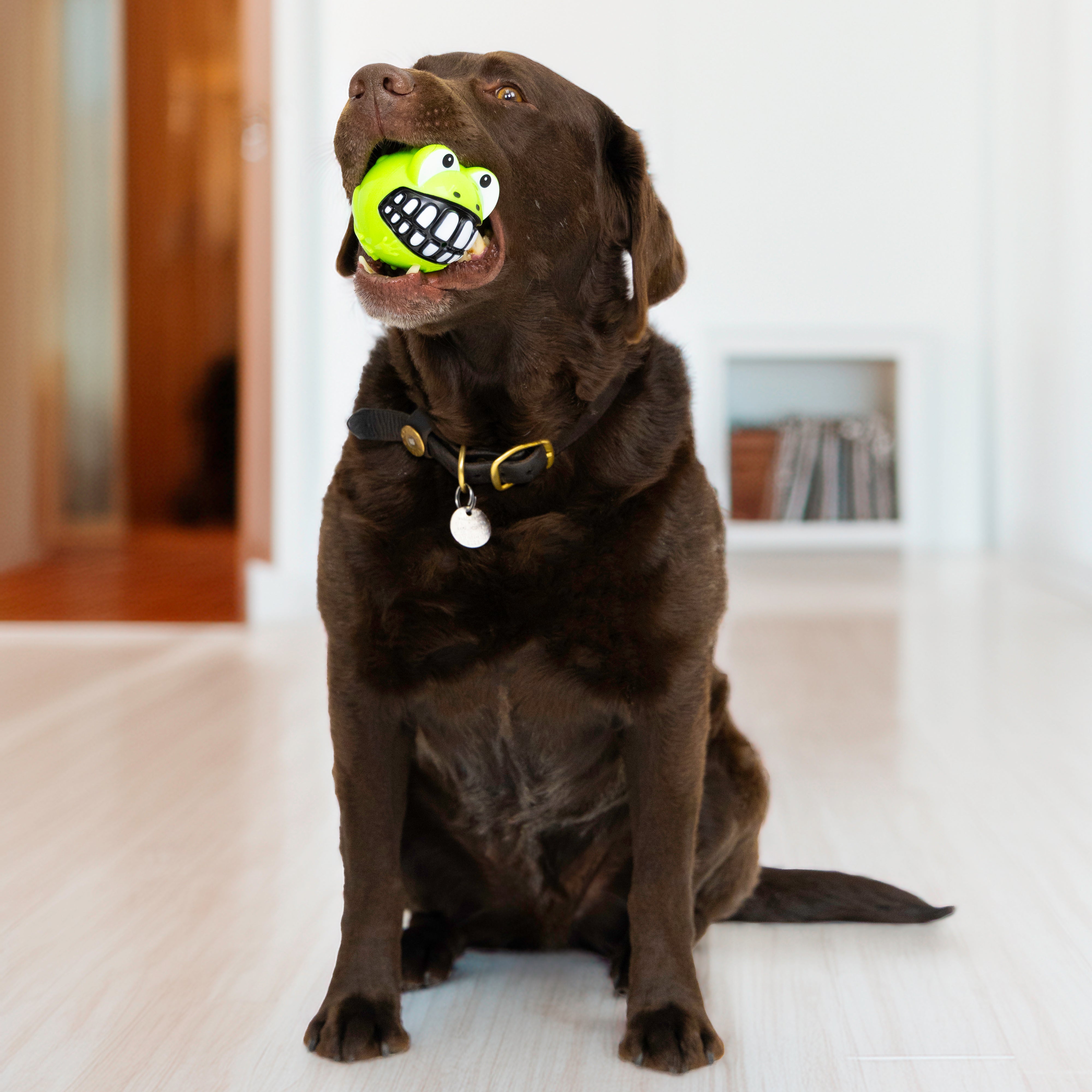 Pelota Grande Grinz Frog (Rana) con Sonido y Rebote Irregular para Perros - Verde | KONG