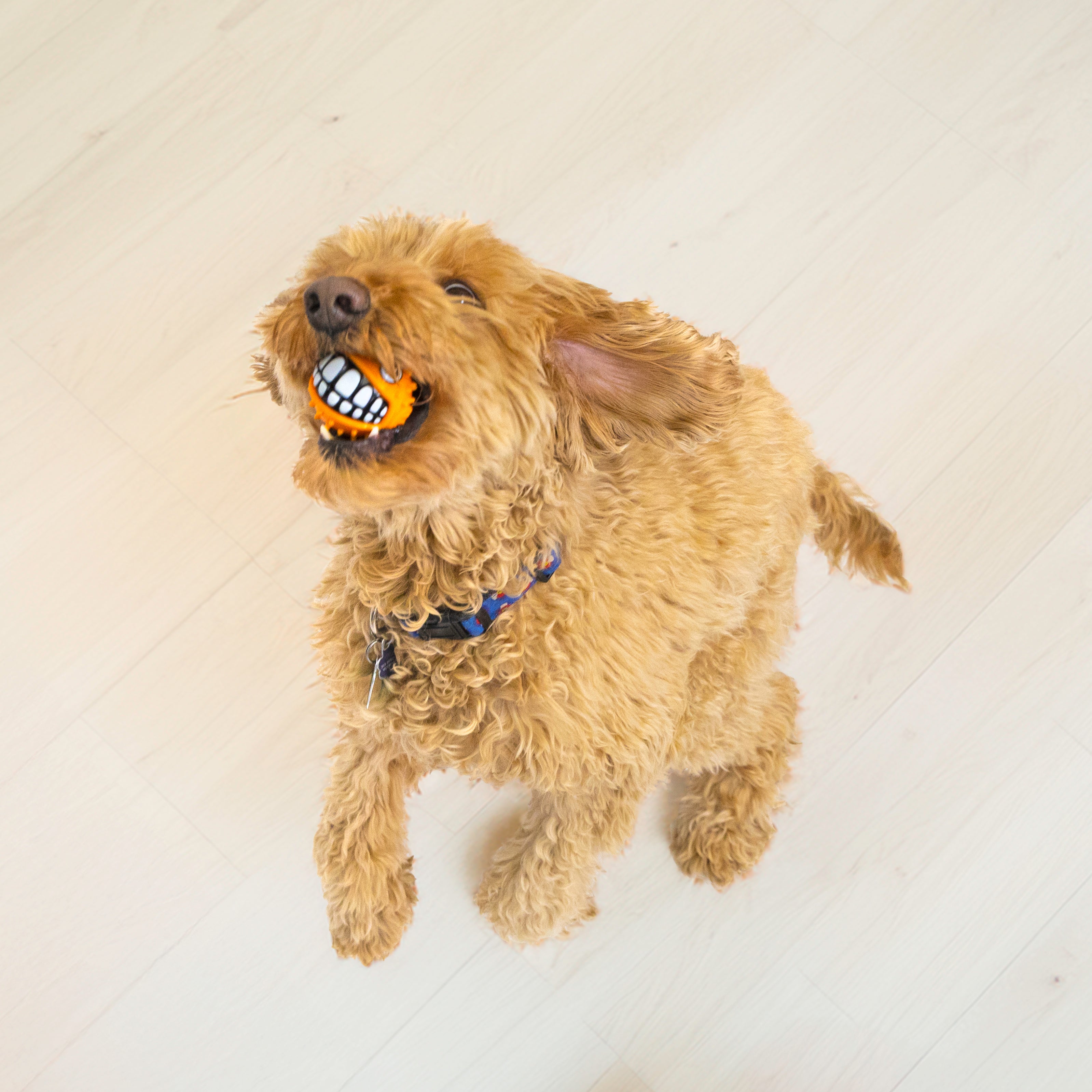 Pelota Mediana Grinz Puffe Fish (Pez Globo) con Sonido y Rebote Irregular para Perros - Naranja | KONG