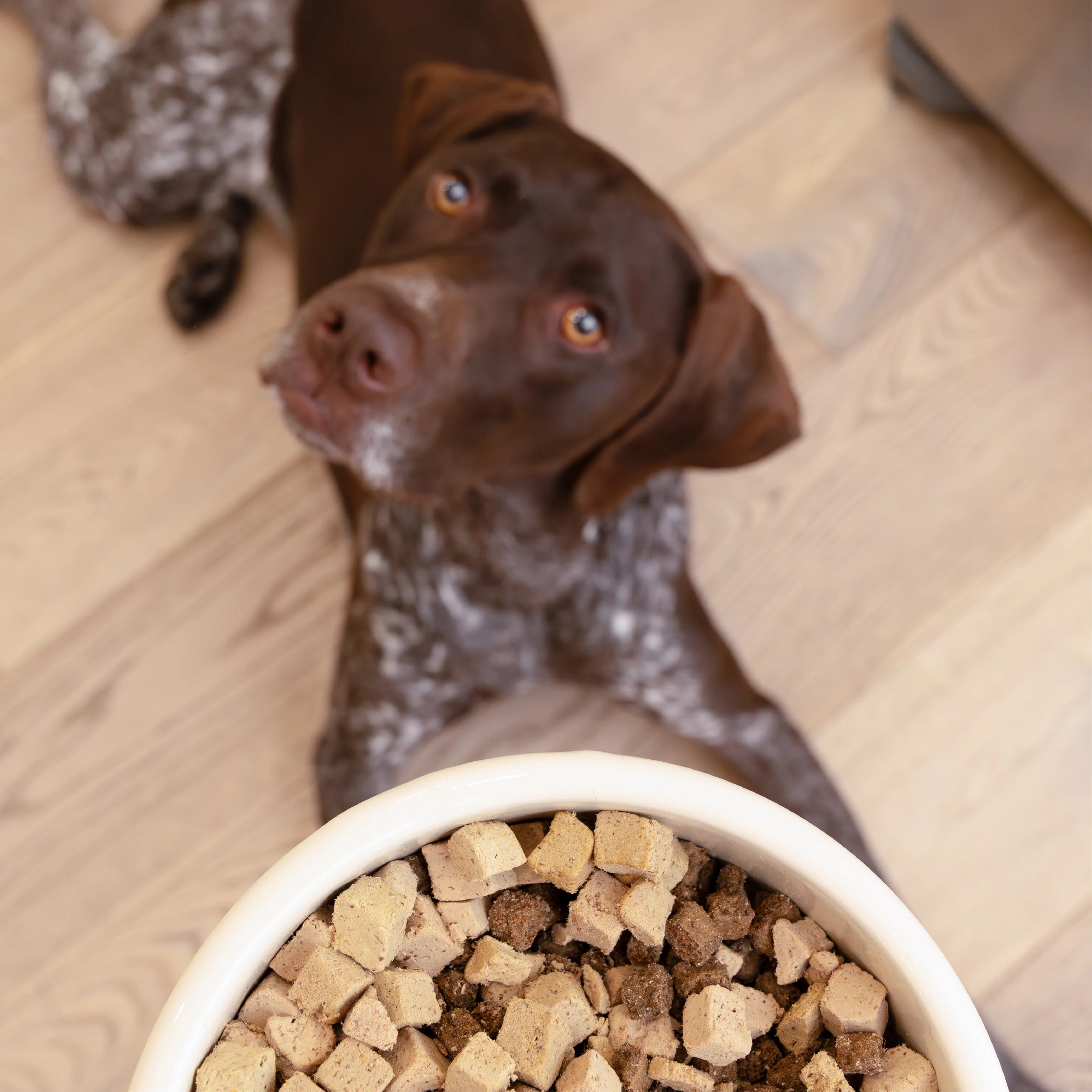 Rawbiotics Bites Topper Liofilizado de Res con Probióticos para Perros | West Paw