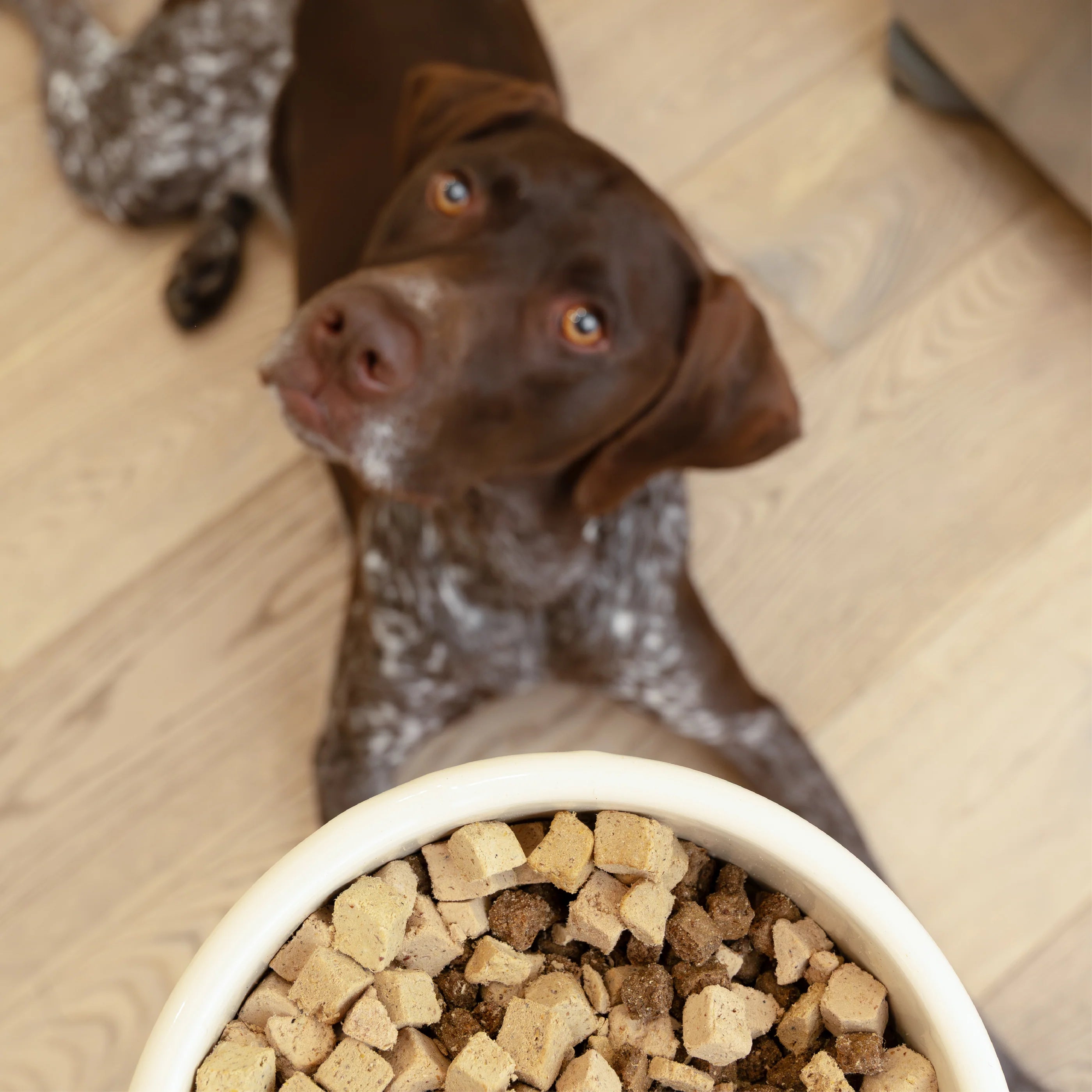 Rawbiotics Bites Topper Liofilizado de Pollo con Probióticos para Perros | West Paw