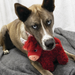 Perro jugando con el KONG Toughz Highland Cow