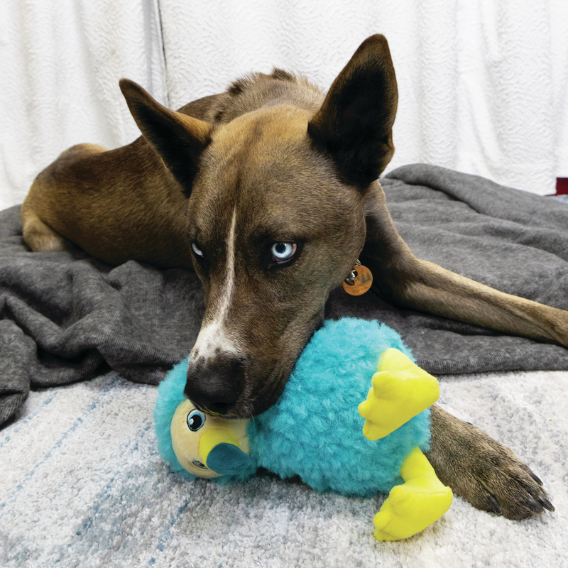 Perro jugando con el KONG Toughz Dodo