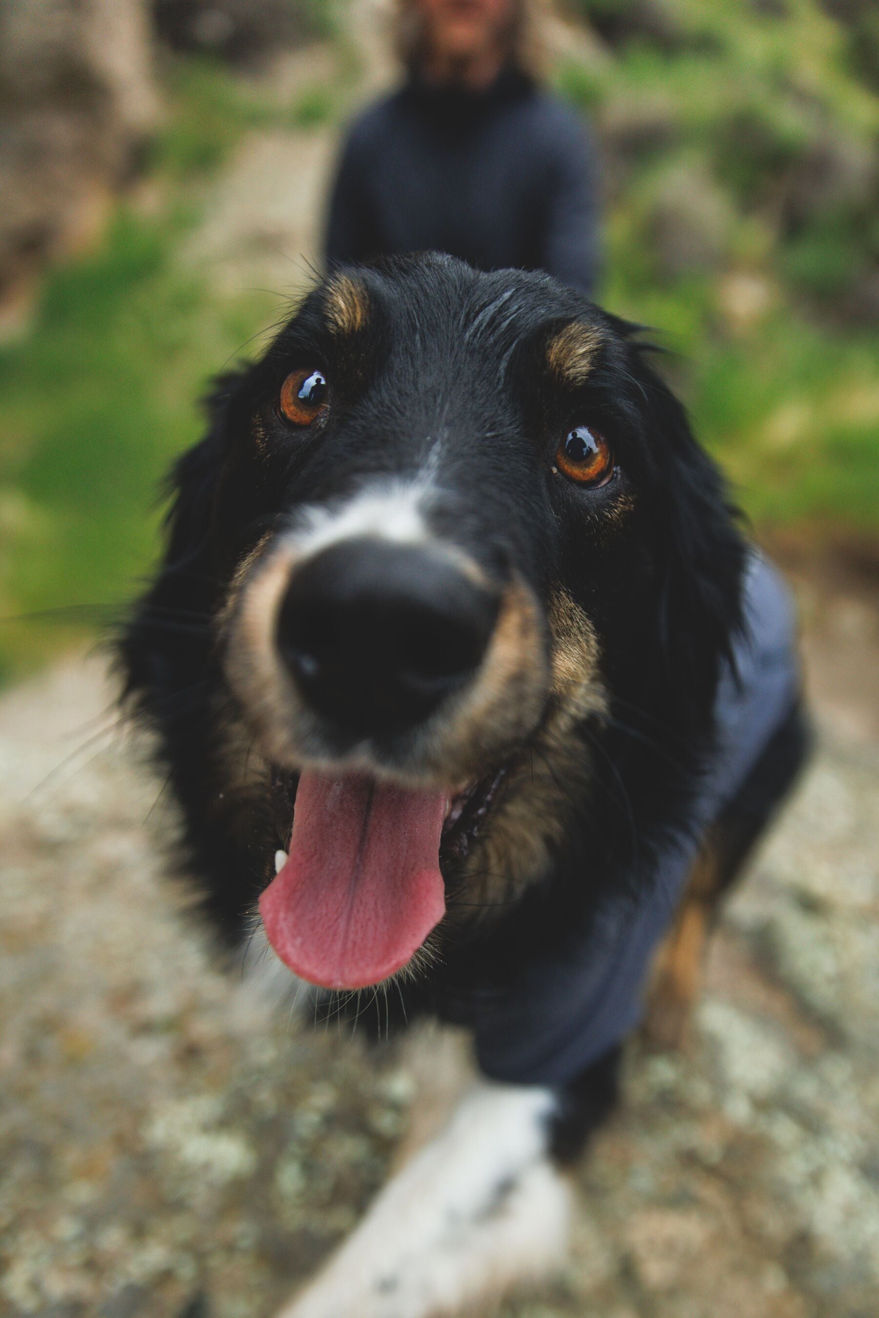 Climate Changer™ Suéter de Felpa Polar para Perros - Gris Basalto (Basalt Gray) | Ruffwear