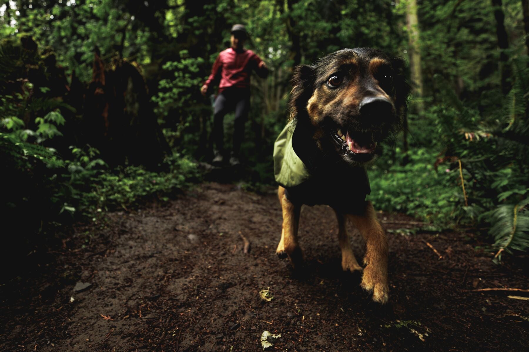 Impermeable Sun Shower™ Coverall (Overall) para Perros - Cobertura Completa y Mangas StormSleeves™ - Verde (Campfire Green) & Azul (Aurora Teal) | Ruffwear®