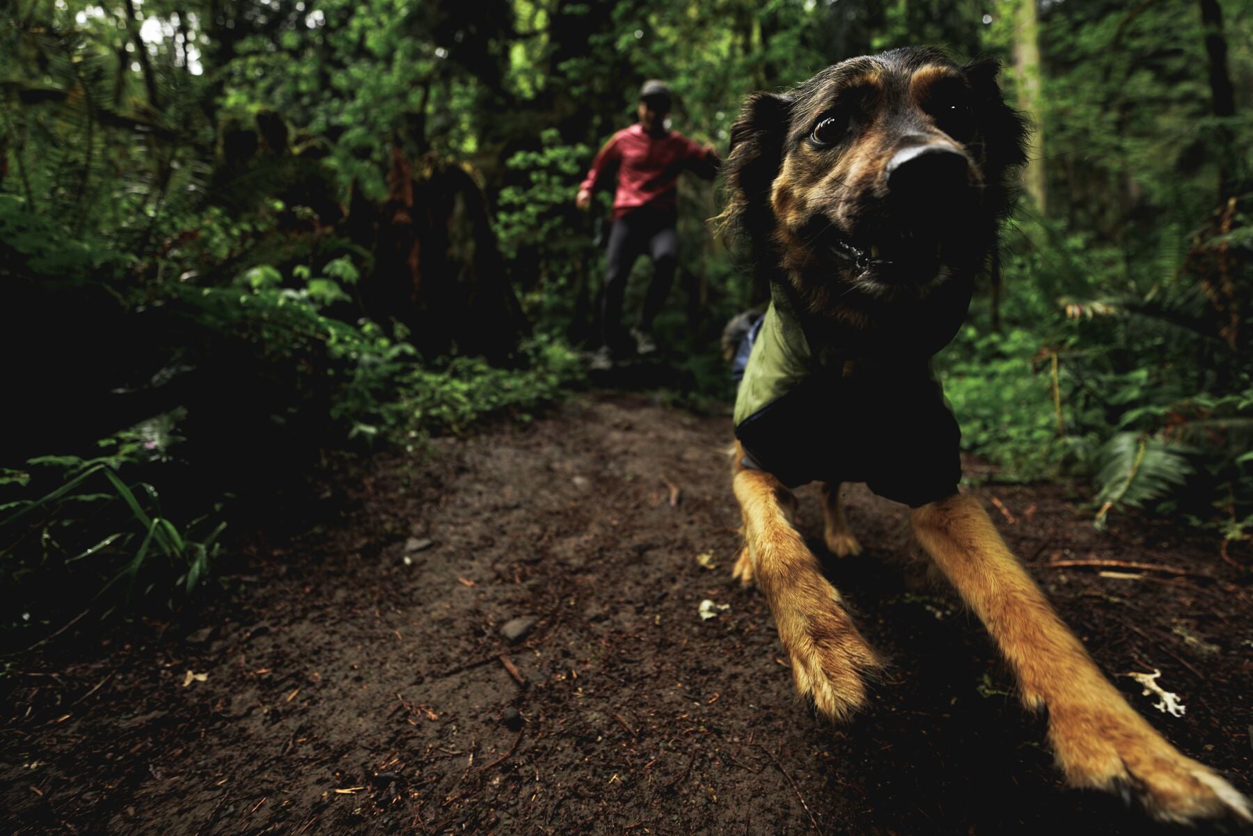 Impermeable Sun Shower™ Coverall (Overall) para Perros - Cobertura Completa y Mangas StormSleeves™ - Verde (Campfire Green) & Azul (Aurora Teal) | Ruffwear®
