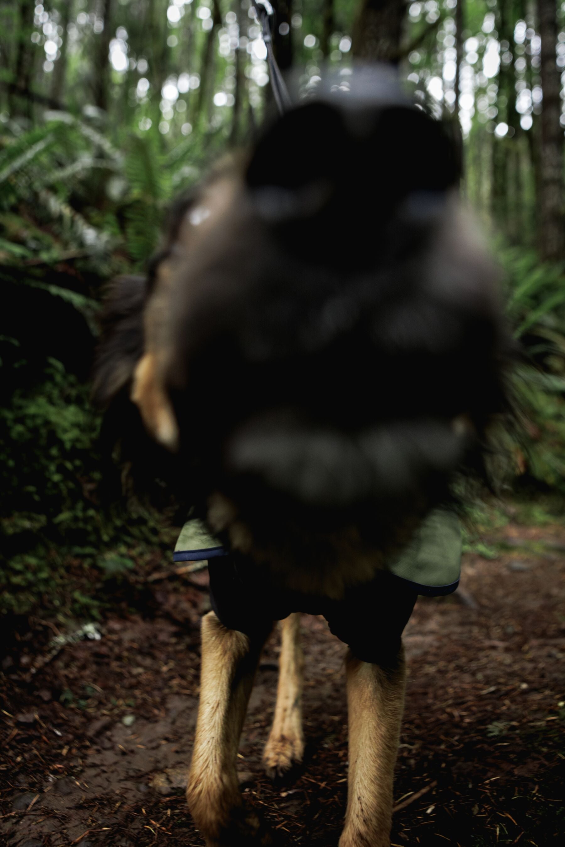 Impermeable Sun Shower™ Coverall (Overall) para Perros - Cobertura Completa y Mangas StormSleeves™ - Verde (Campfire Green) & Azul (Aurora Teal) | Ruffwear®