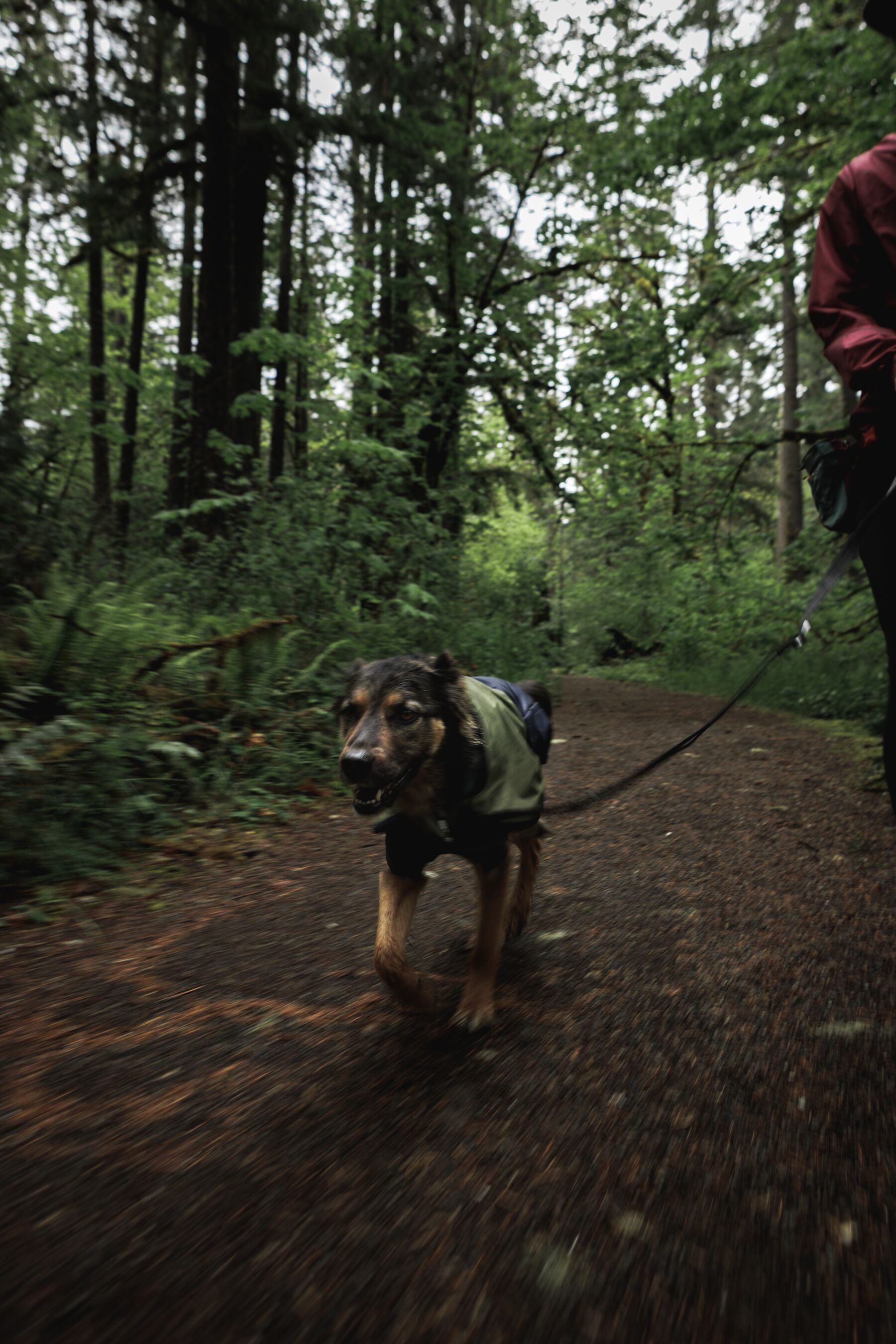 Impermeable Sun Shower™ Coverall (Overall) para Perros - Cobertura Completa y Mangas StormSleeves™ - Verde (Campfire Green) & Azul (Aurora Teal) | Ruffwear®