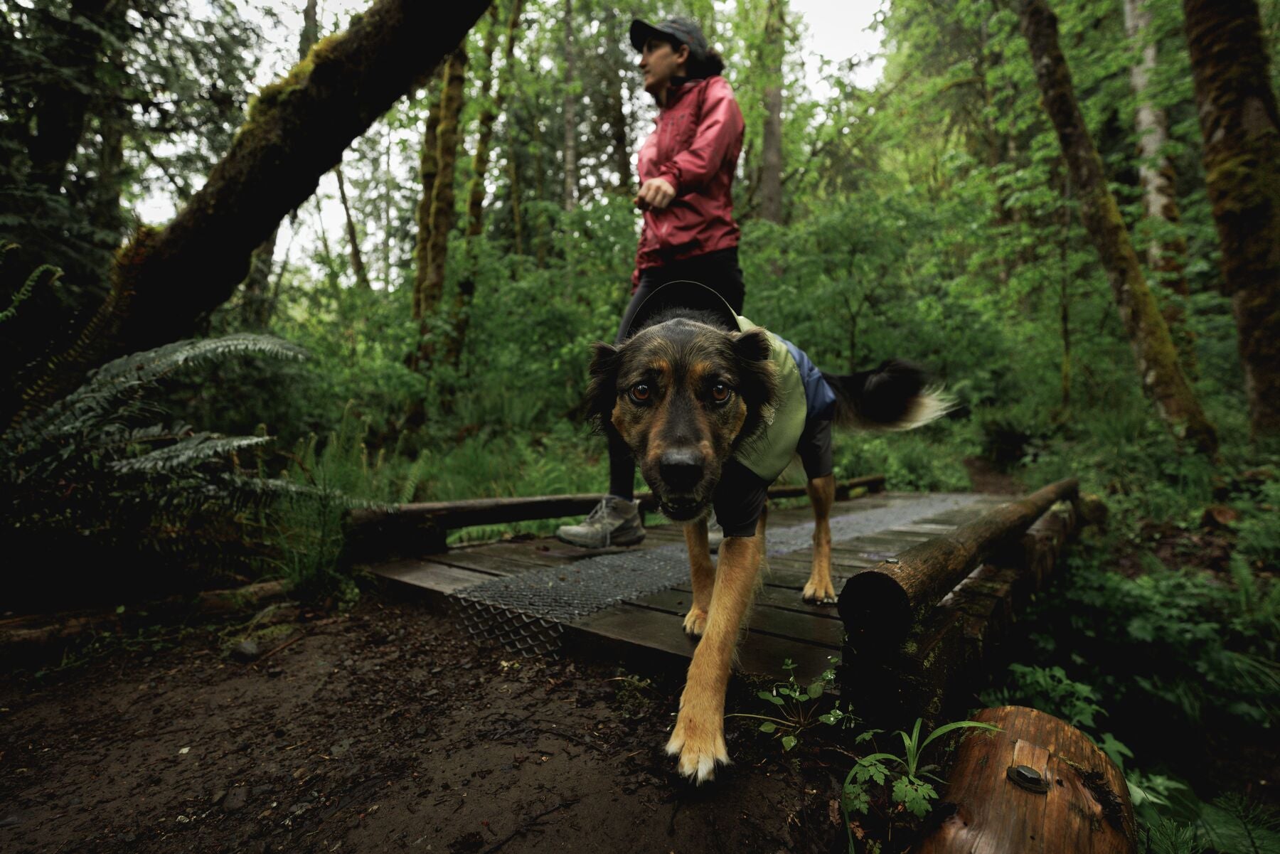 Impermeable Sun Shower™ Coverall (Overall) para Perros - Cobertura Completa y Mangas StormSleeves™ - Verde (Campfire Green) & Azul (Aurora Teal) | Ruffwear®