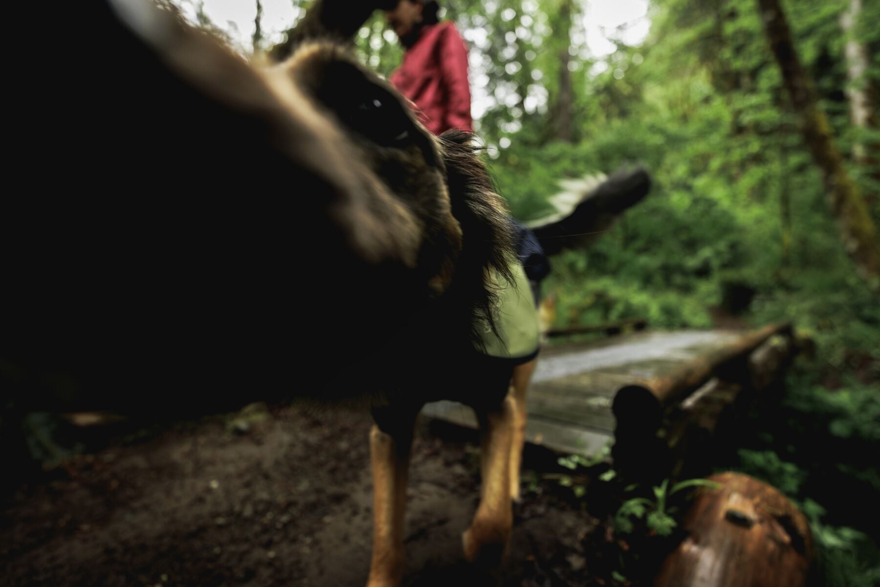Impermeable Sun Shower™ Coverall (Overall) para Perros - Cobertura Completa y Mangas StormSleeves™ - Verde (Campfire Green) & Azul (Aurora Teal) | Ruffwear®