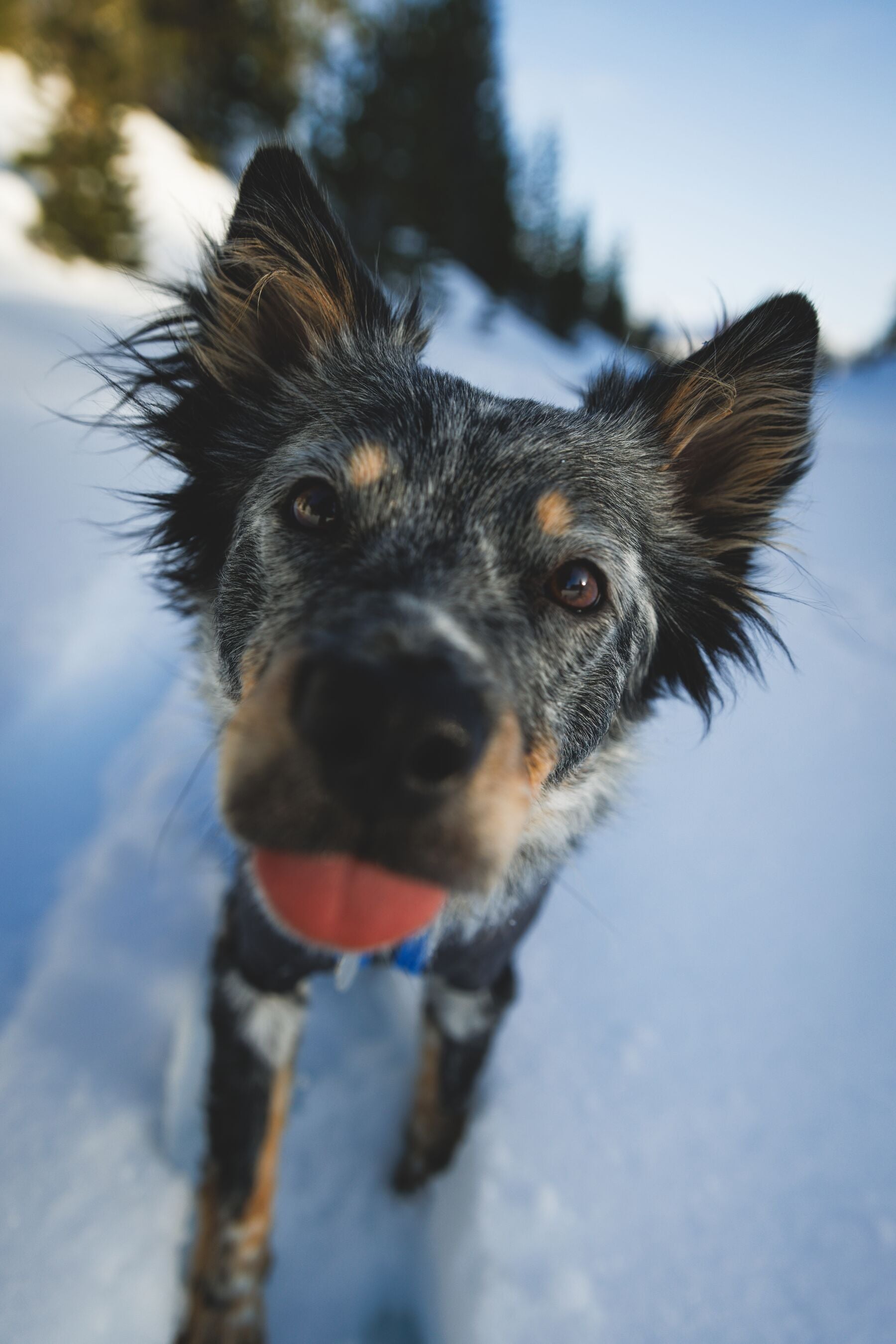 Vert™ Coverall Chamarra Impermeable de Cobertura Total para Perros - Aislada para Bajas Temperaturas | Ruffwear
