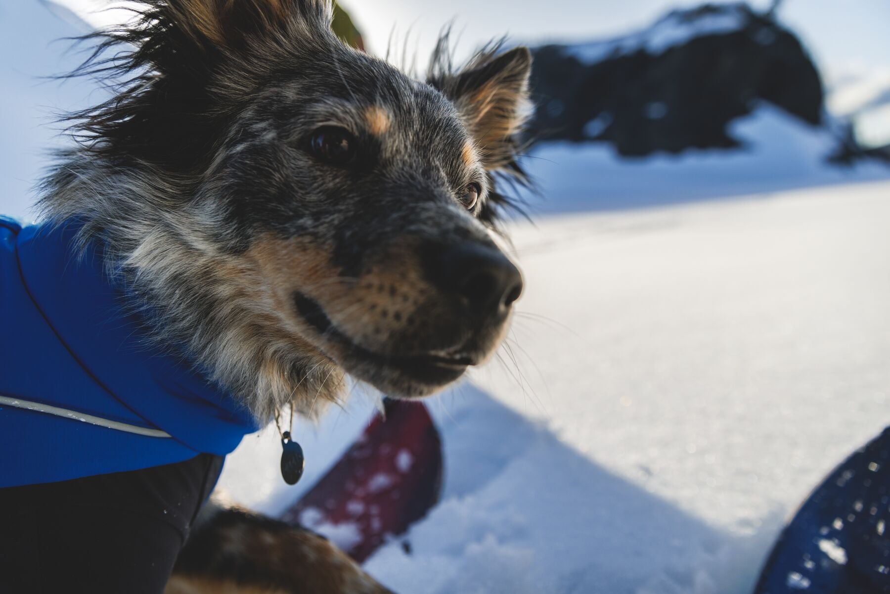 Vert™ Coverall Chamarra Impermeable de Cobertura Total para Perros - Aislada para Bajas Temperaturas | Ruffwear