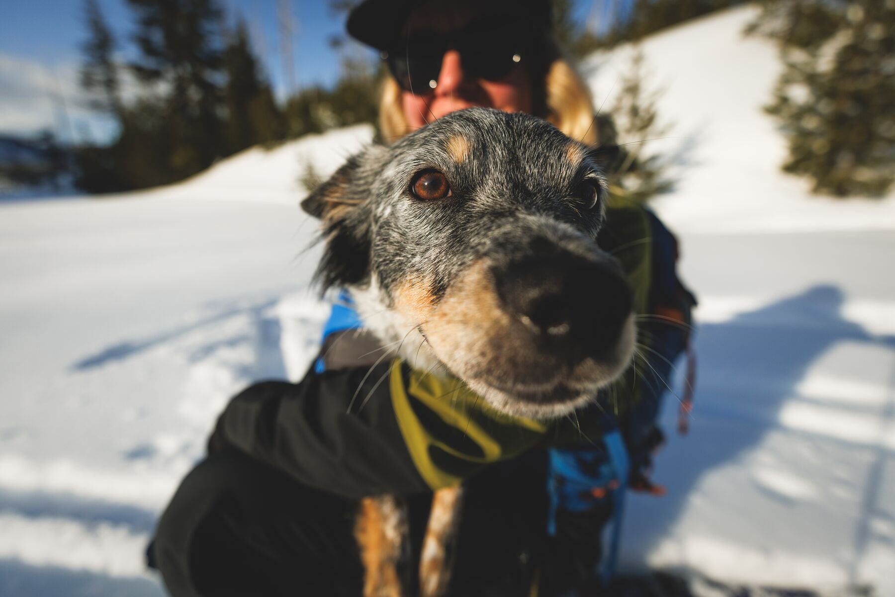 Vert™ Coverall Chamarra Impermeable de Cobertura Total para Perros - Aislada para Bajas Temperaturas | Ruffwear