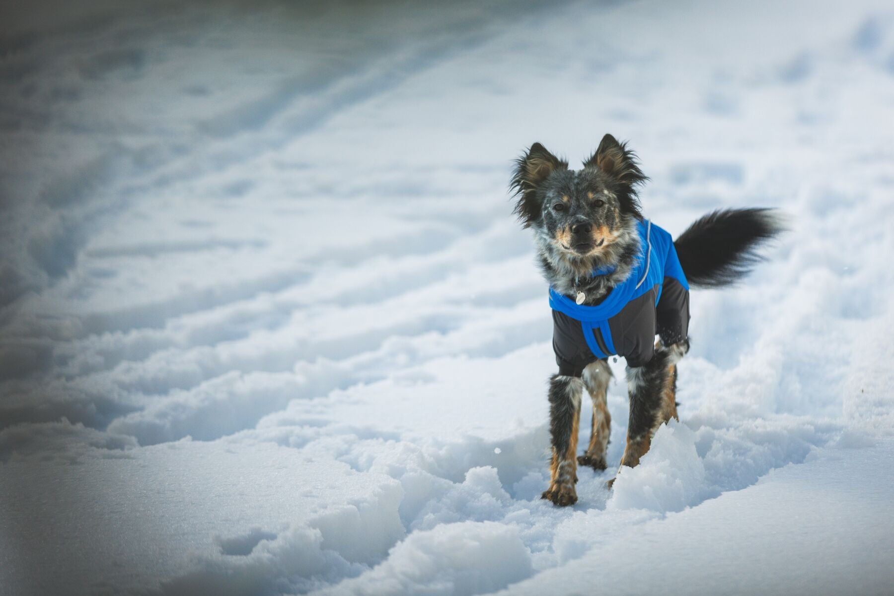 Vert™ Coverall Chamarra Impermeable de Cobertura Total para Perros - Aislada para Bajas Temperaturas | Ruffwear
