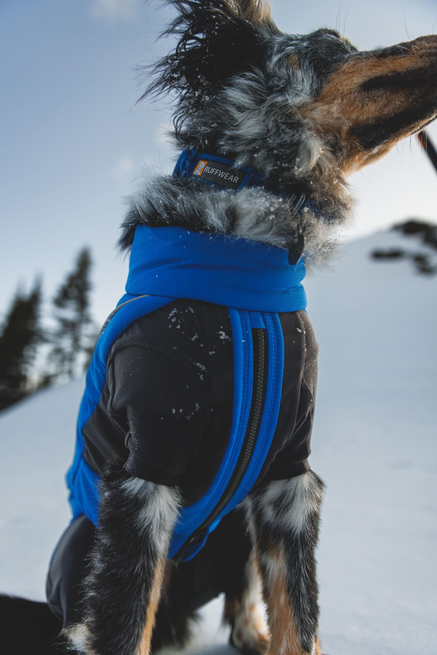 Vert™ Coverall Chamarra Impermeable de Cobertura Total para Perros - Aislada para Bajas Temperaturas | Ruffwear