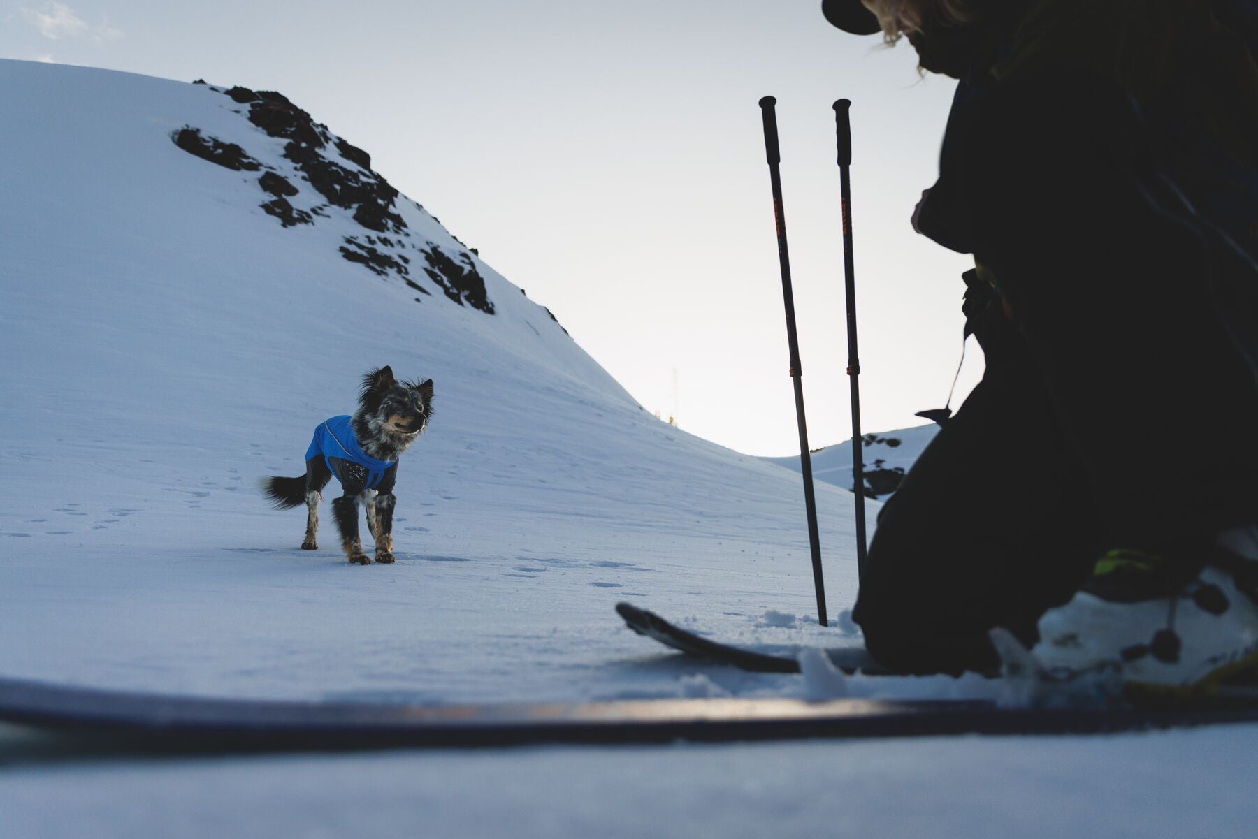 Vert™ Coverall Chamarra Impermeable de Cobertura Total para Perros - Aislada para Bajas Temperaturas | Ruffwear