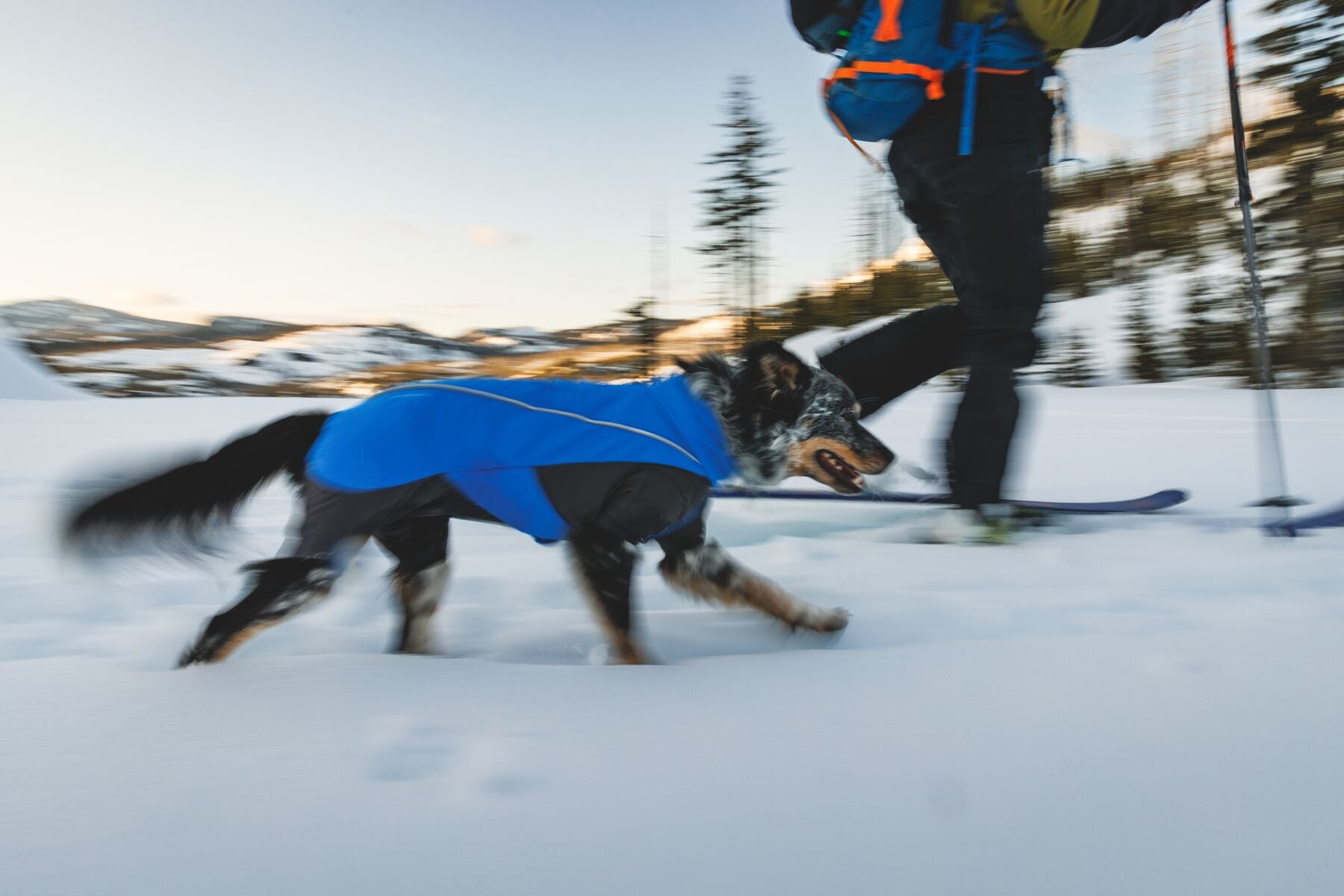 Vert™ Coverall Chamarra Impermeable de Cobertura Total para Perros - Aislada para Bajas Temperaturas | Ruffwear