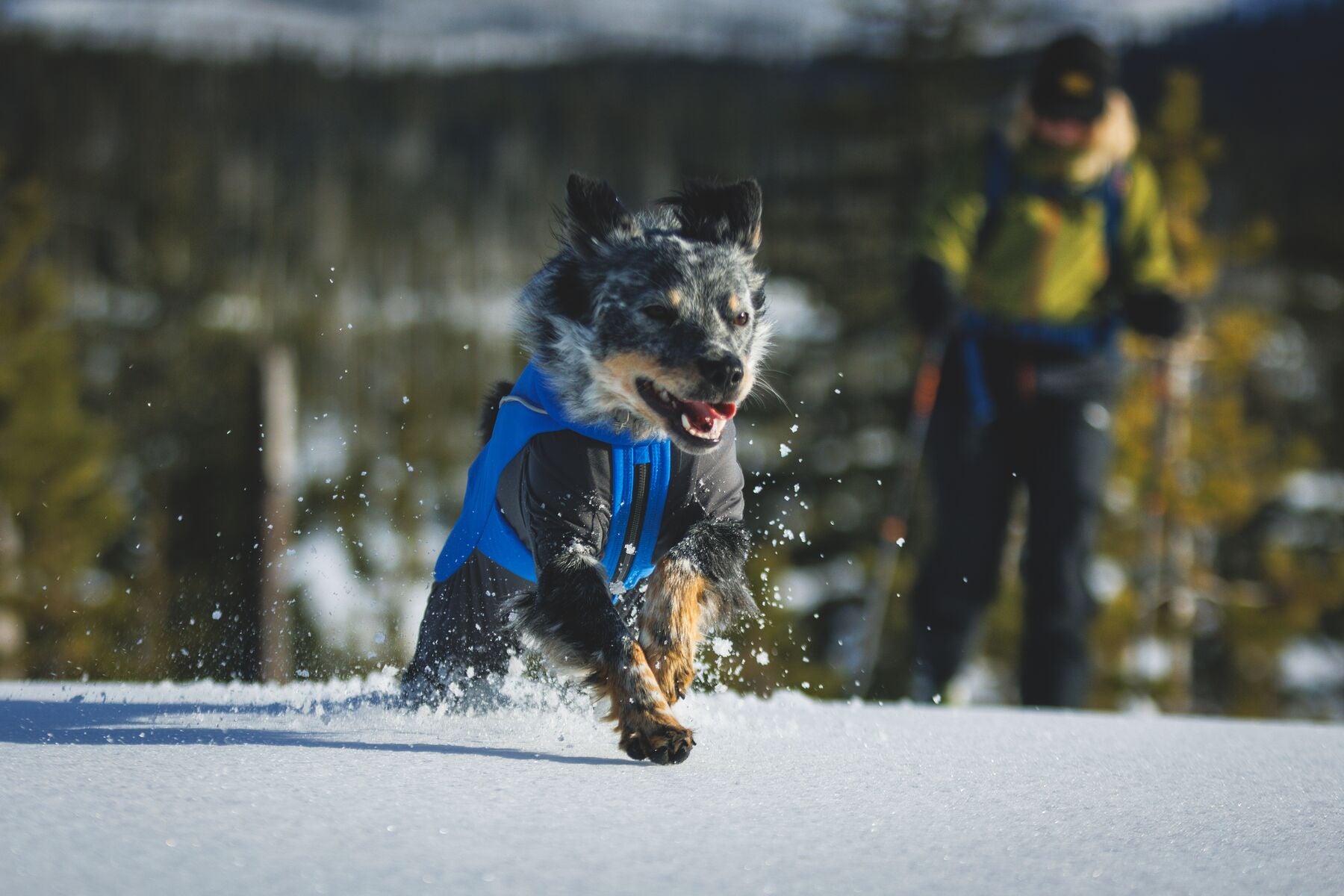 Vert™ Coverall Chamarra Impermeable de Cobertura Total para Perros - Aislada para Bajas Temperaturas | Ruffwear