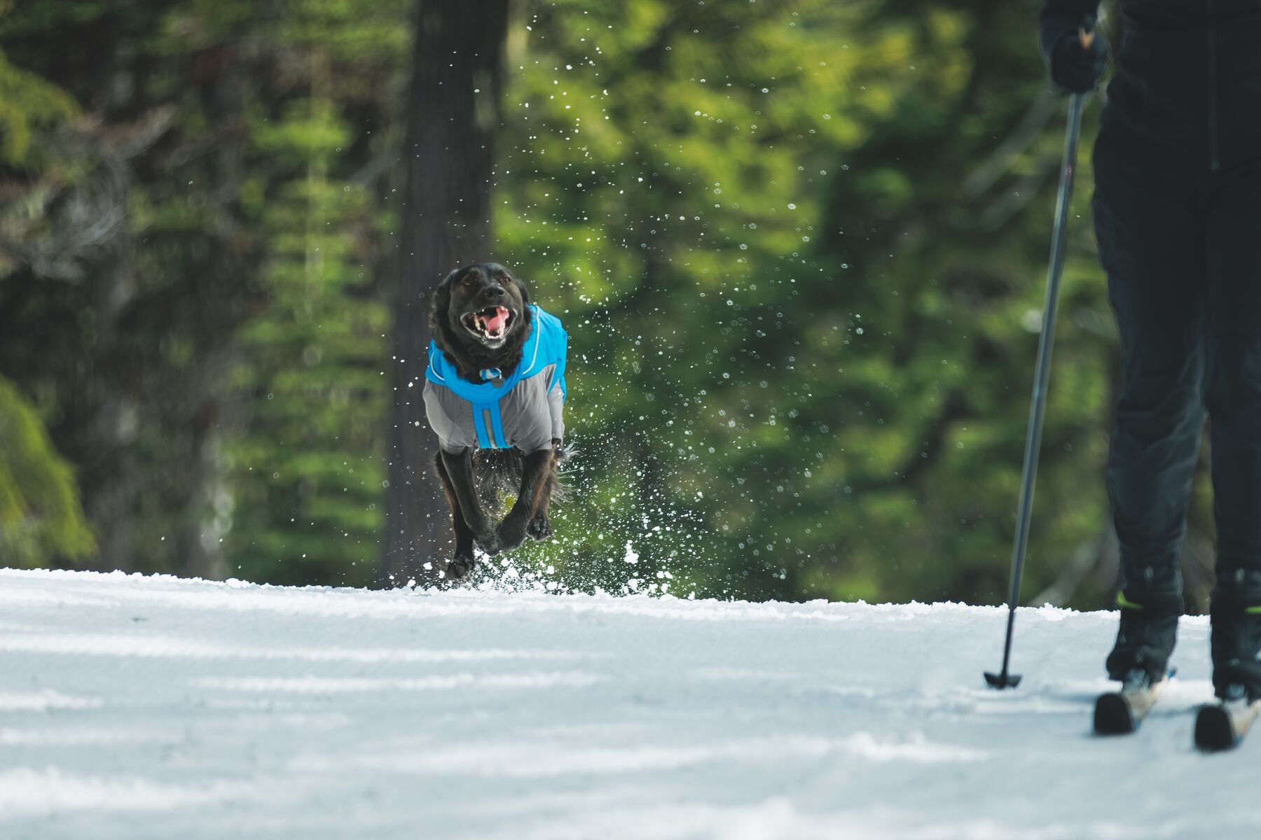 Vert™ Coverall Chamarra Impermeable de Cobertura Total para Perros - Aislada para Bajas Temperaturas | Ruffwear