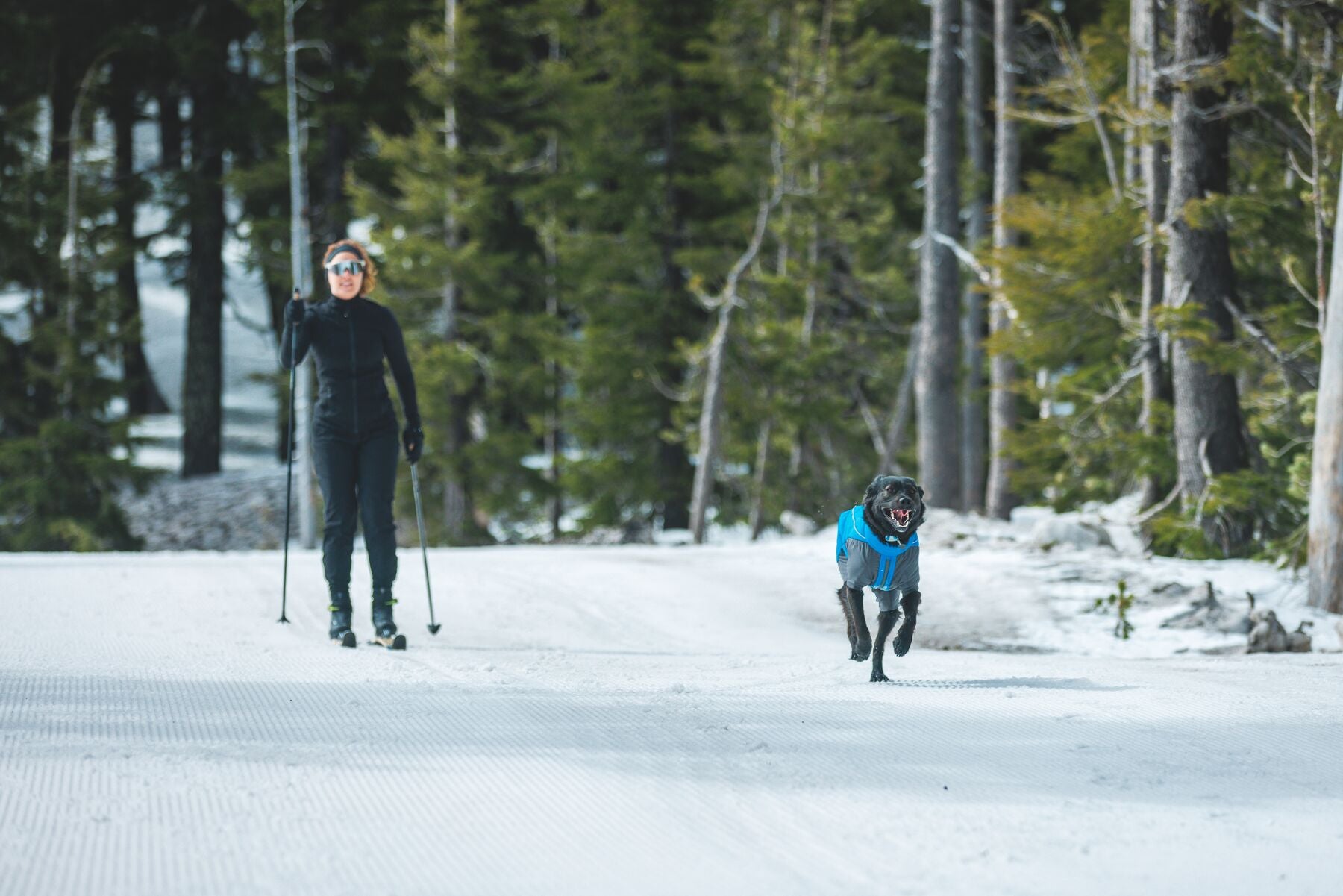 Vert™ Coverall Chamarra Impermeable de Cobertura Total para Perros - Aislada para Bajas Temperaturas | Ruffwear