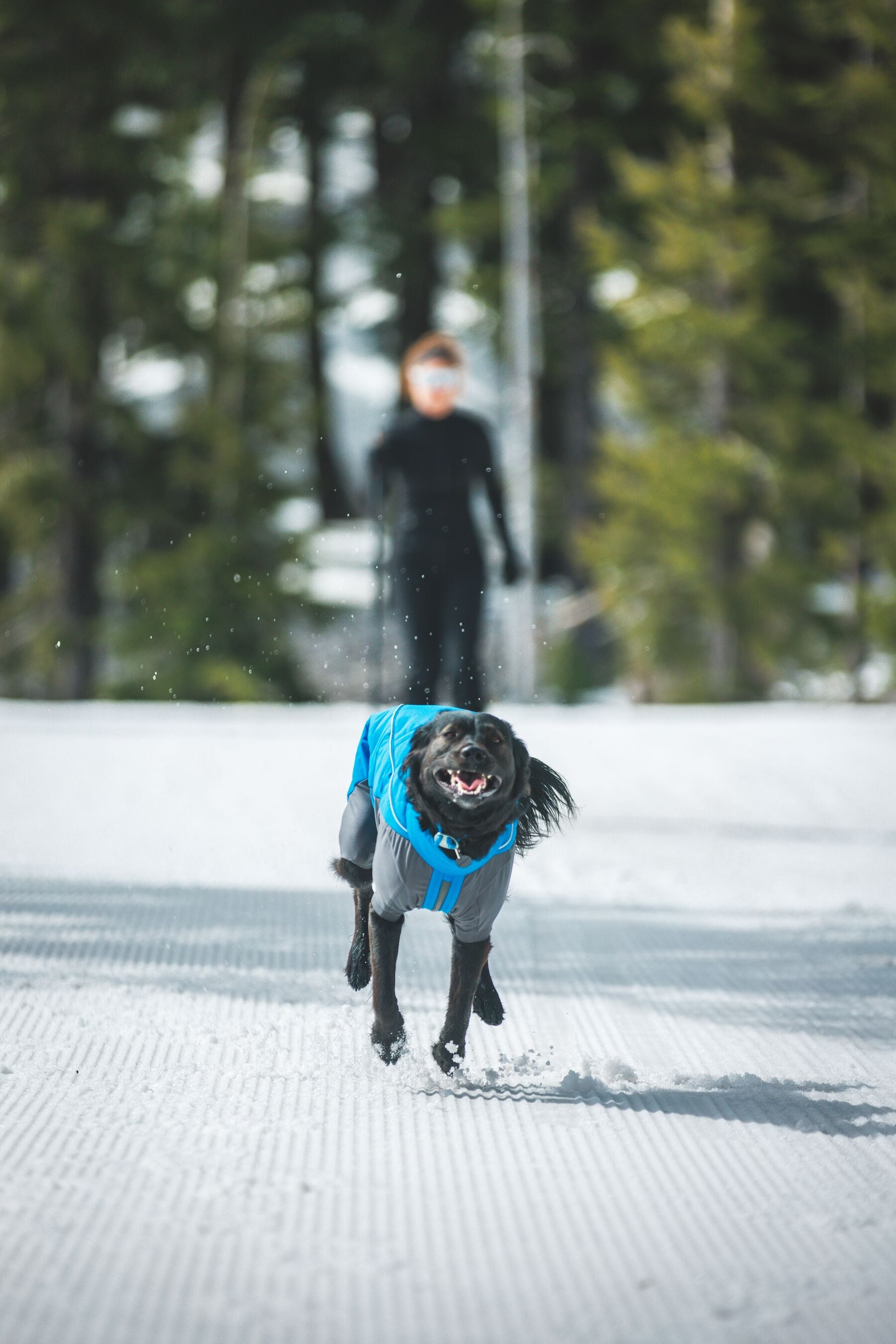 Vert™ Coverall Chamarra Impermeable de Cobertura Total para Perros - Aislada para Bajas Temperaturas | Ruffwear