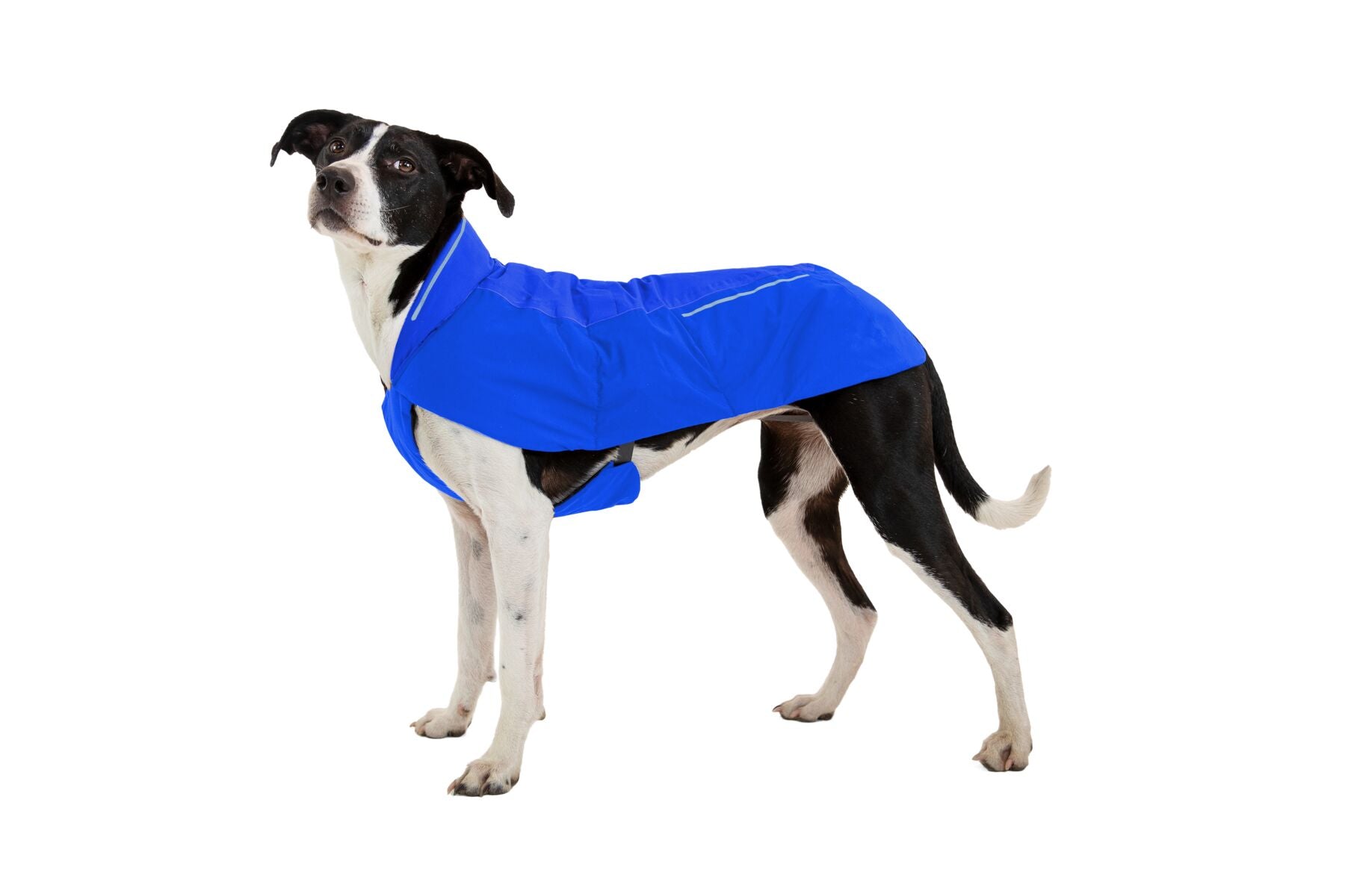 Chamarra para Perro Vert Jacket™ en Amarillo Mineral (Mineral Yellow) | Ruffwear