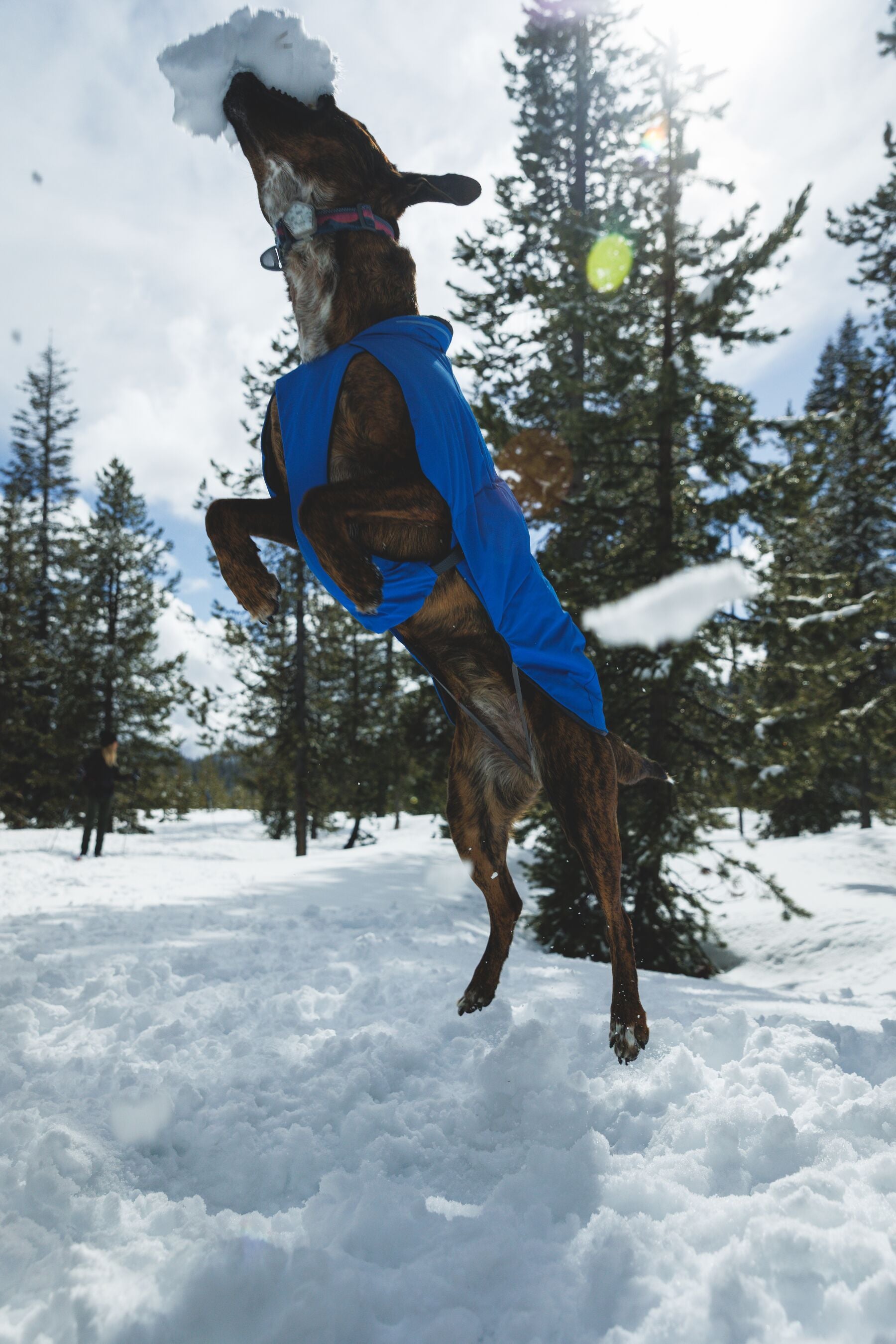 Chamarra para Perro Vert Jacket™ en Amarillo Mineral (Mineral Yellow) | Ruffwear