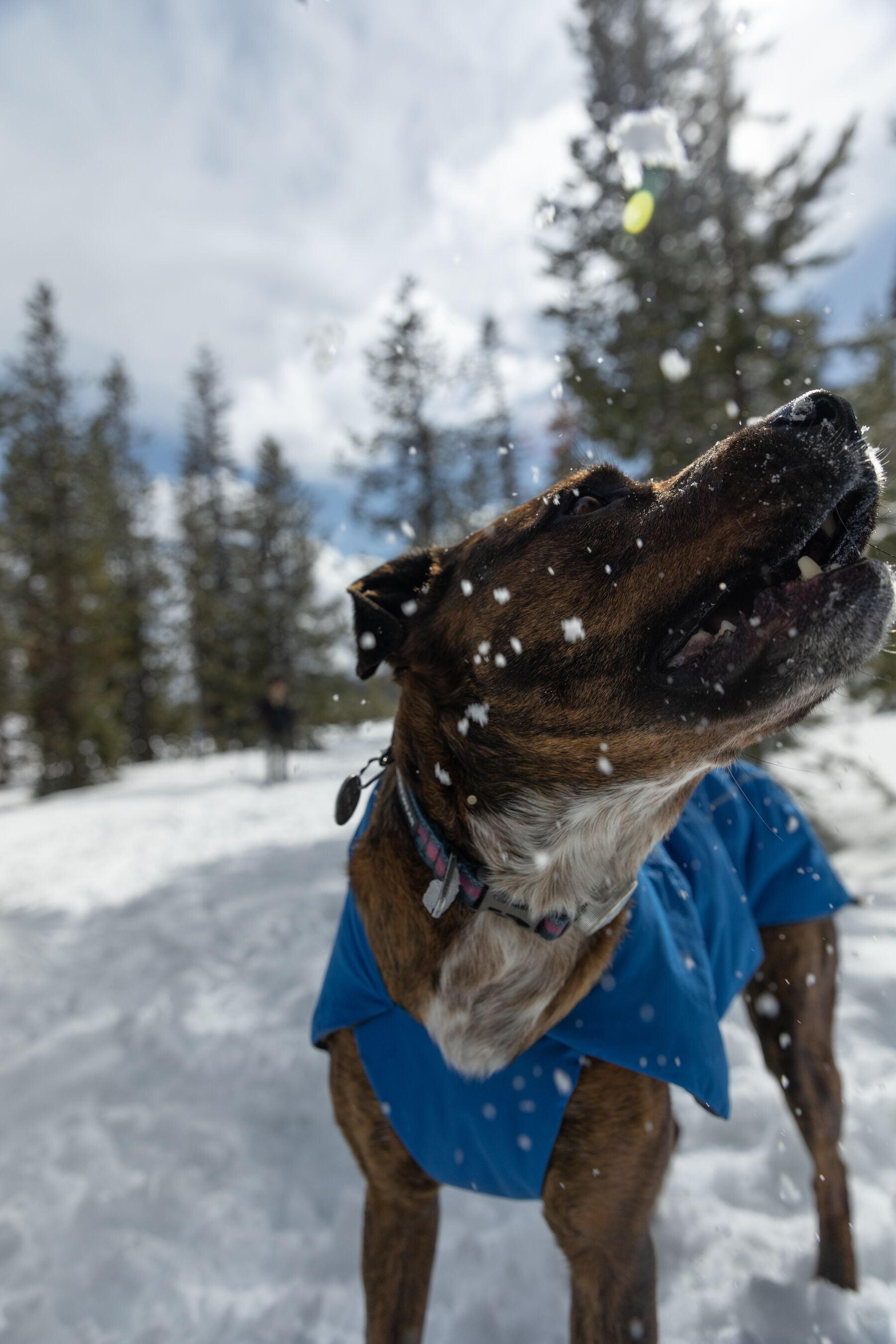 Chamarra para Perro Vert Jacket™ en Amarillo Mineral (Mineral Yellow) | Ruffwear