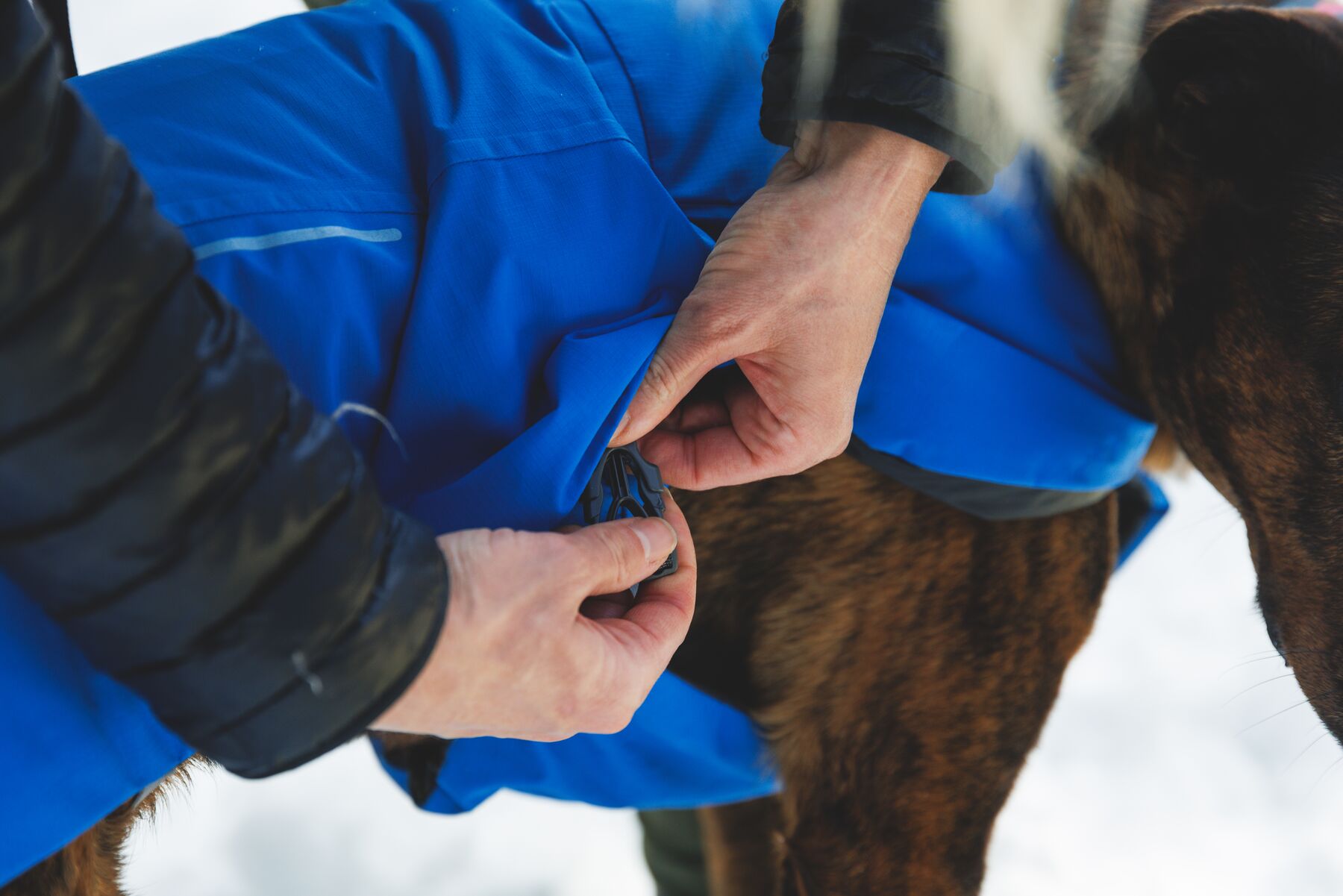Chamarra para Perro Vert Jacket™ en Amarillo Mineral (Mineral Yellow) | Ruffwear