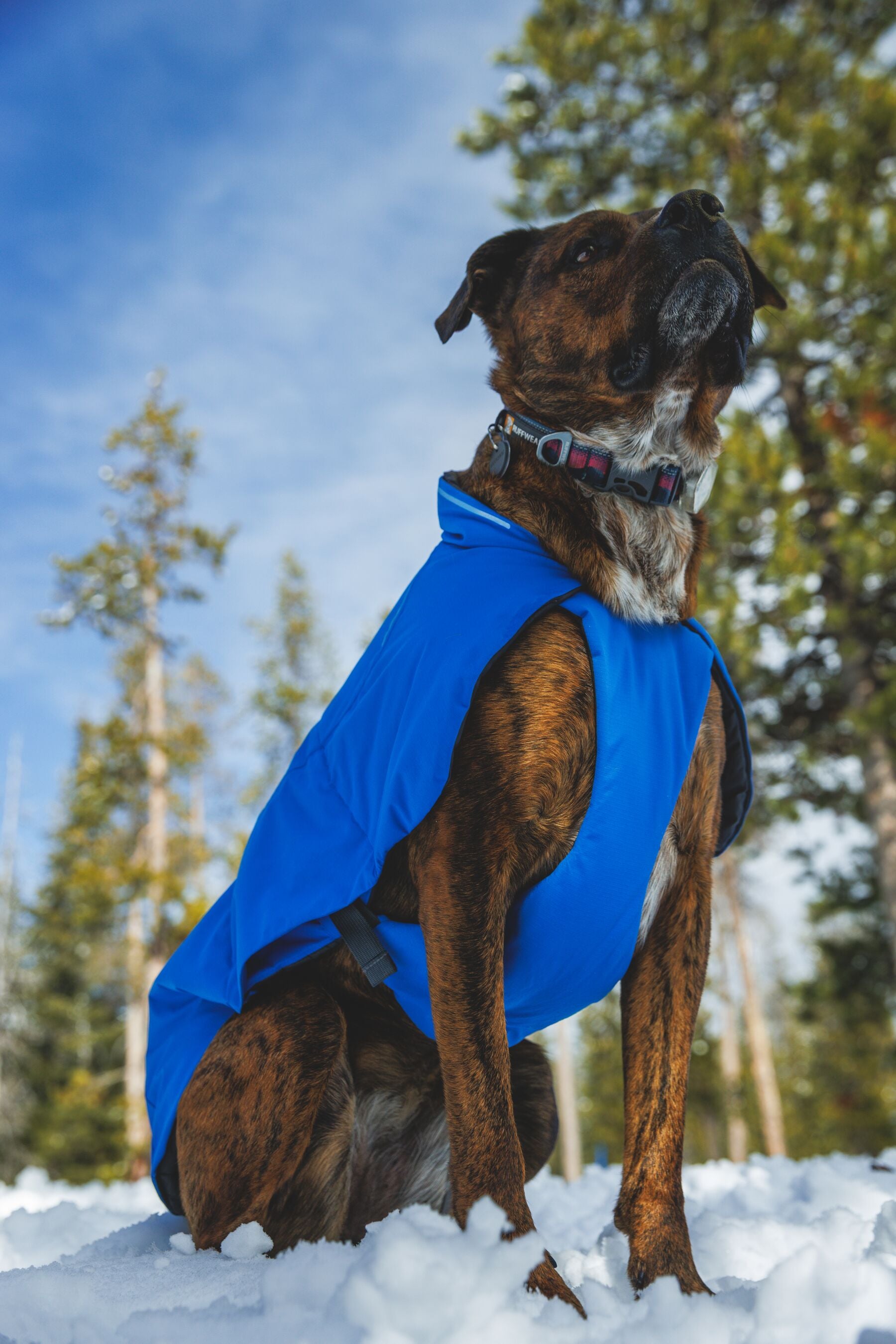 Chamarra para Perro Vert Jacket™ en Amarillo Mineral (Mineral Yellow) | Ruffwear