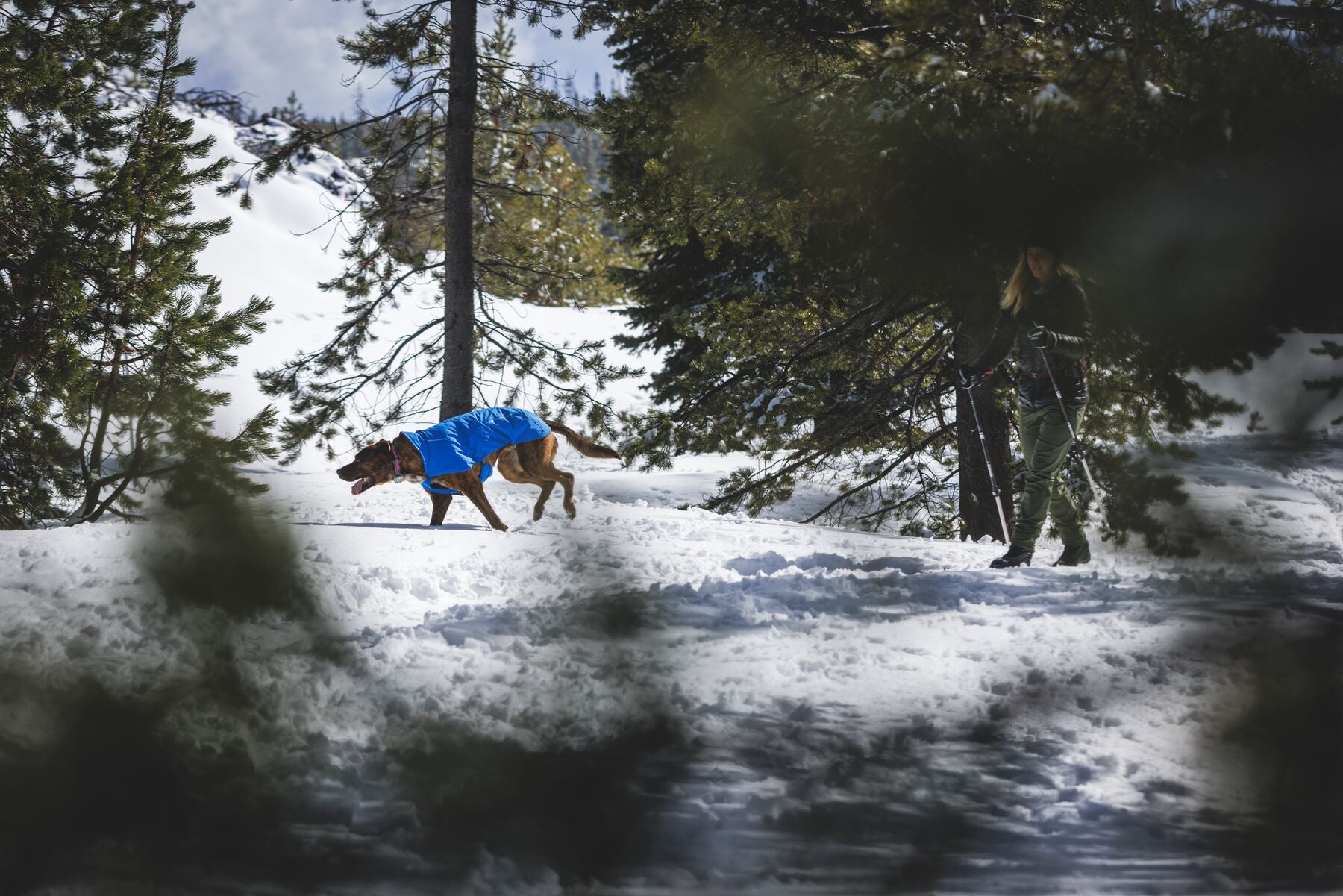 Chamarra para Perro Vert Jacket™ en Amarillo Mineral (Mineral Yellow) | Ruffwear