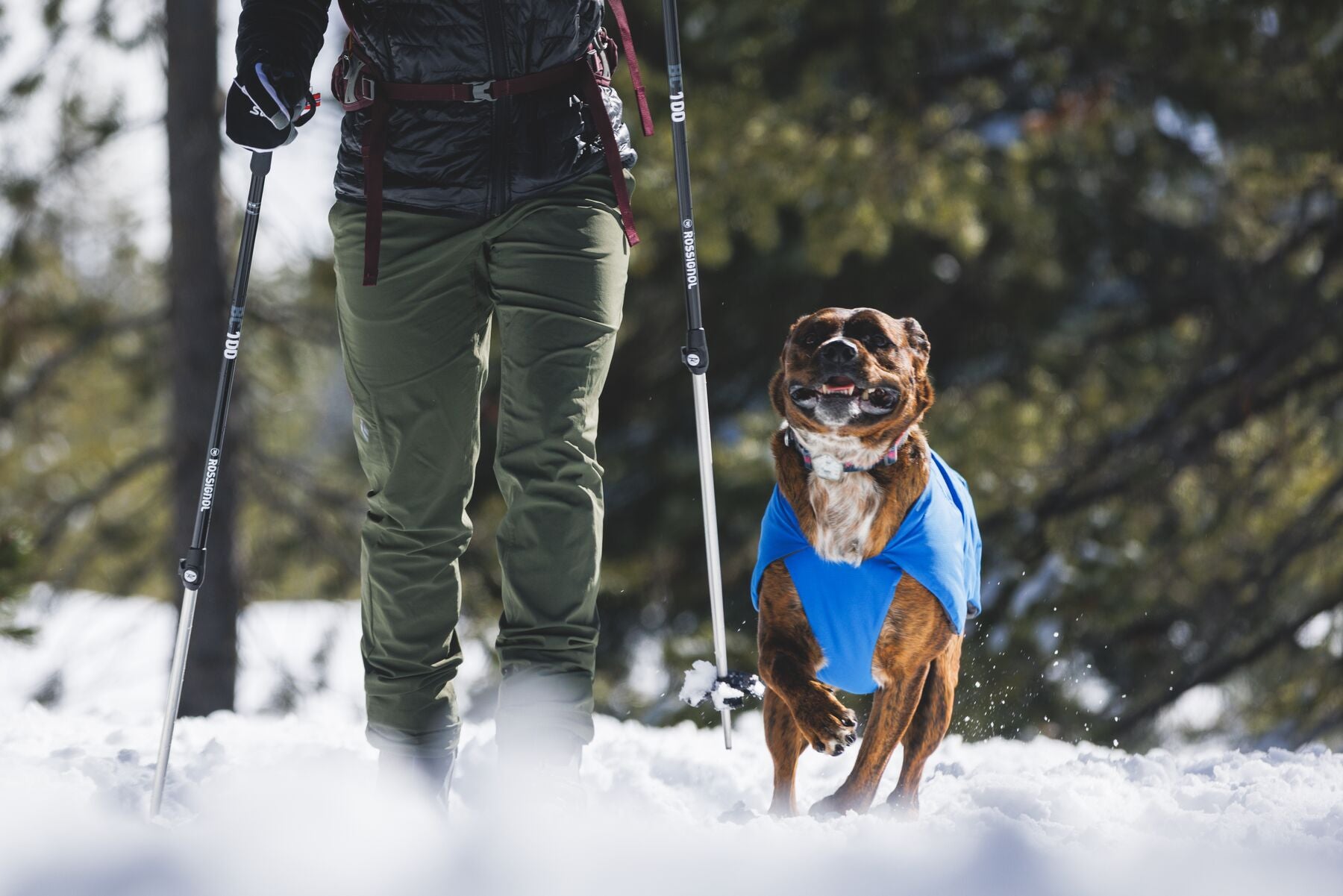 Chamarra para Perro Vert Jacket™ en Amarillo Mineral (Mineral Yellow) | Ruffwear