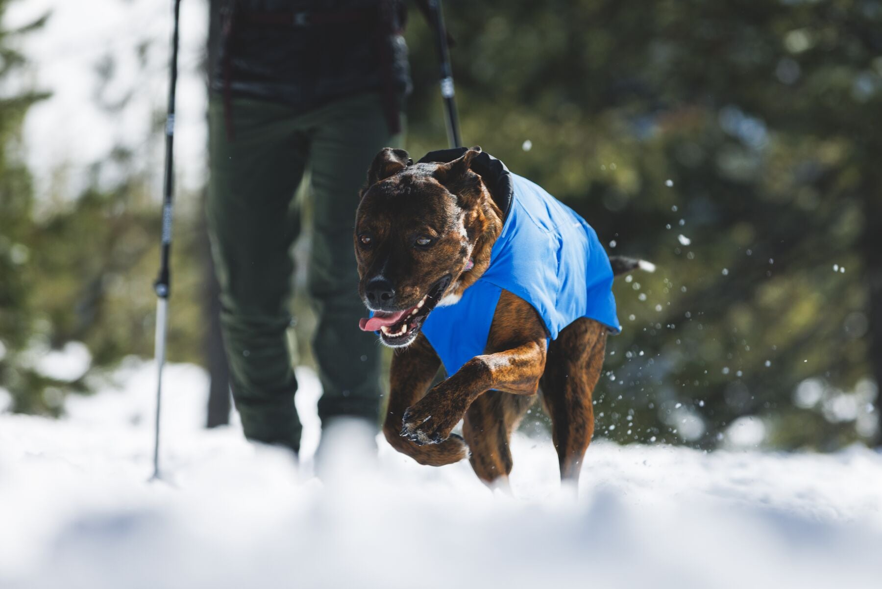 Chamarra para Perro Vert Jacket™ en Amarillo Mineral (Mineral Yellow) | Ruffwear