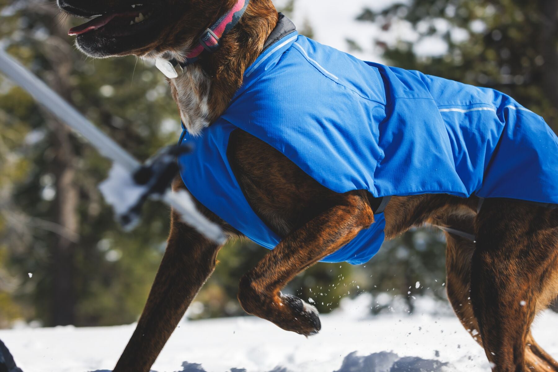Chamarra para Perro Vert Jacket™ en Amarillo Mineral (Mineral Yellow) | Ruffwear