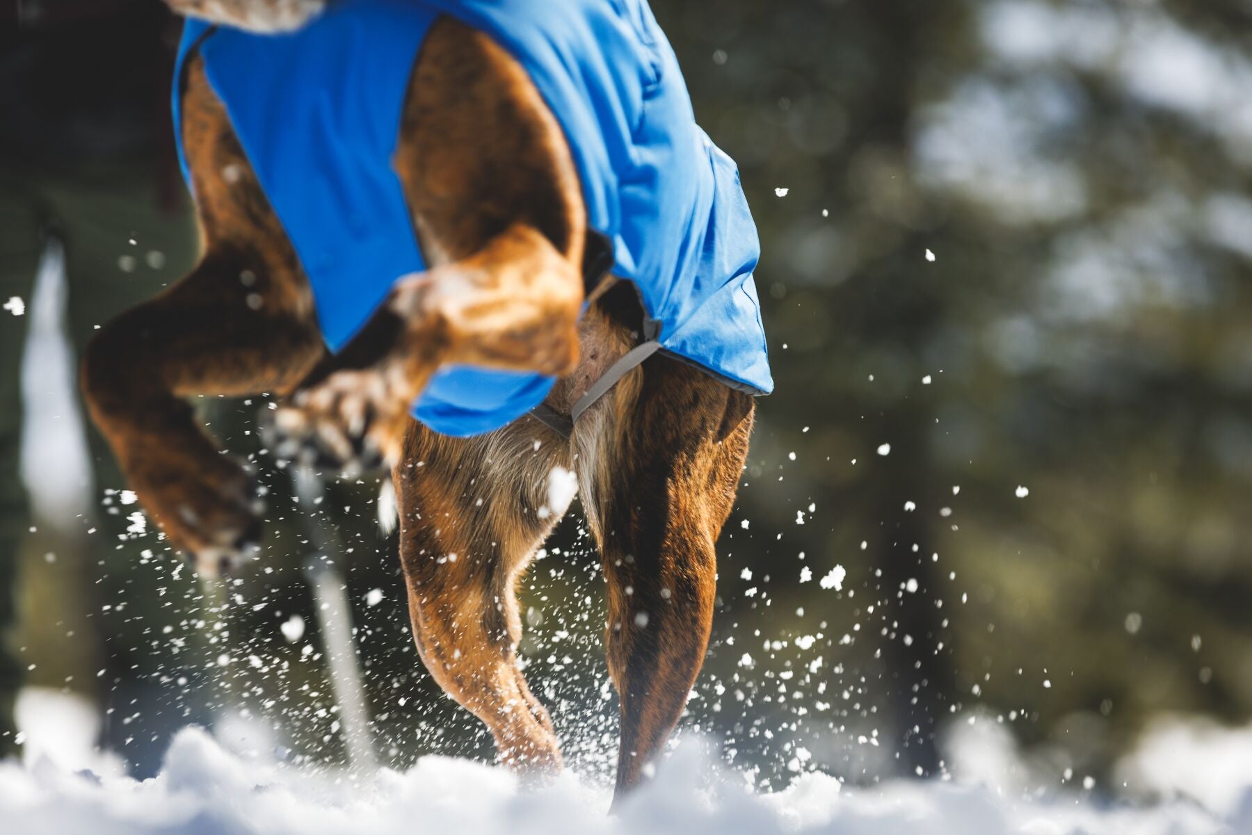 Chamarra para Perro Vert Jacket™ en Amarillo Mineral (Mineral Yellow) | Ruffwear