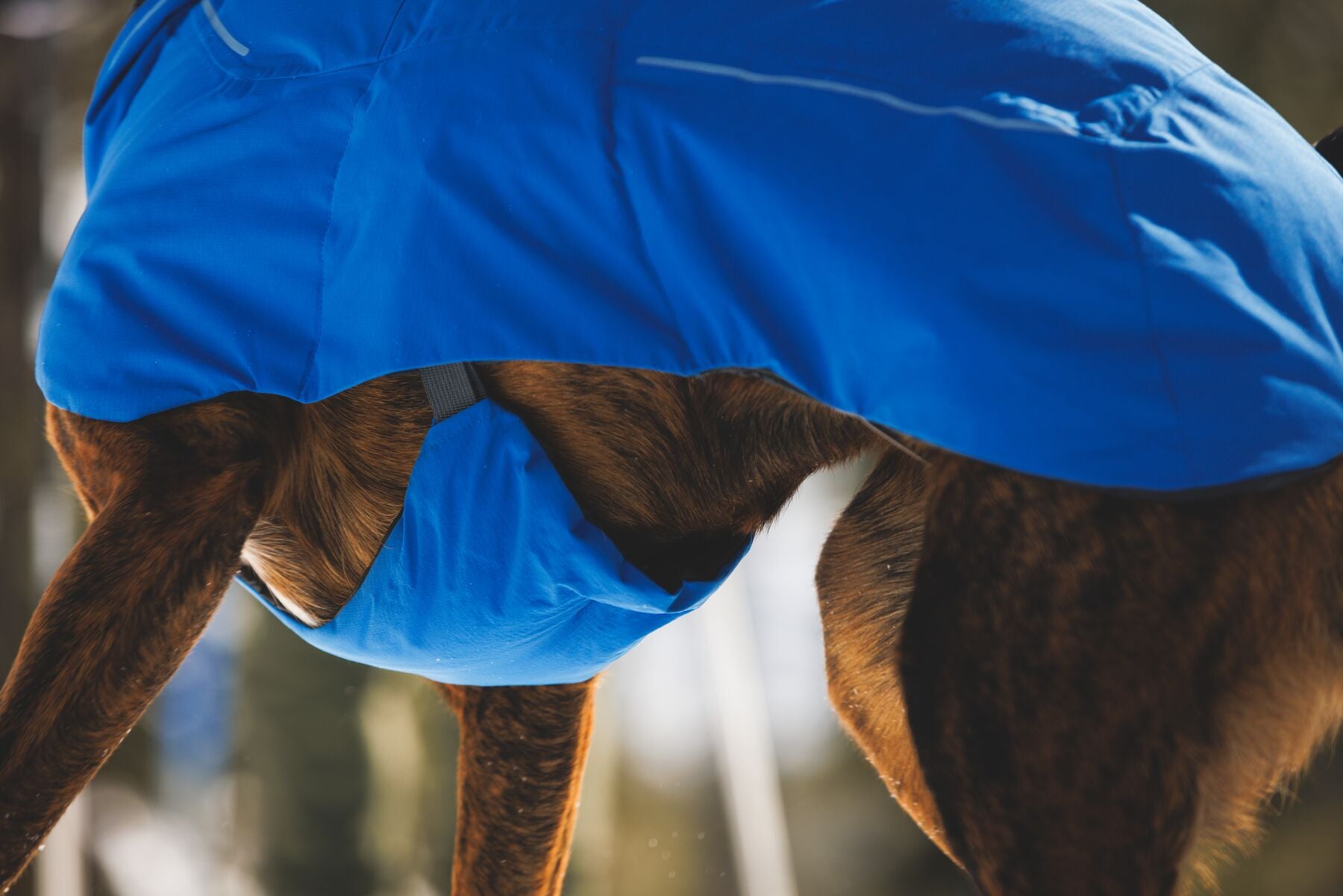 Chamarra para Perro Vert Jacket™ en Amarillo Mineral (Mineral Yellow) | Ruffwear